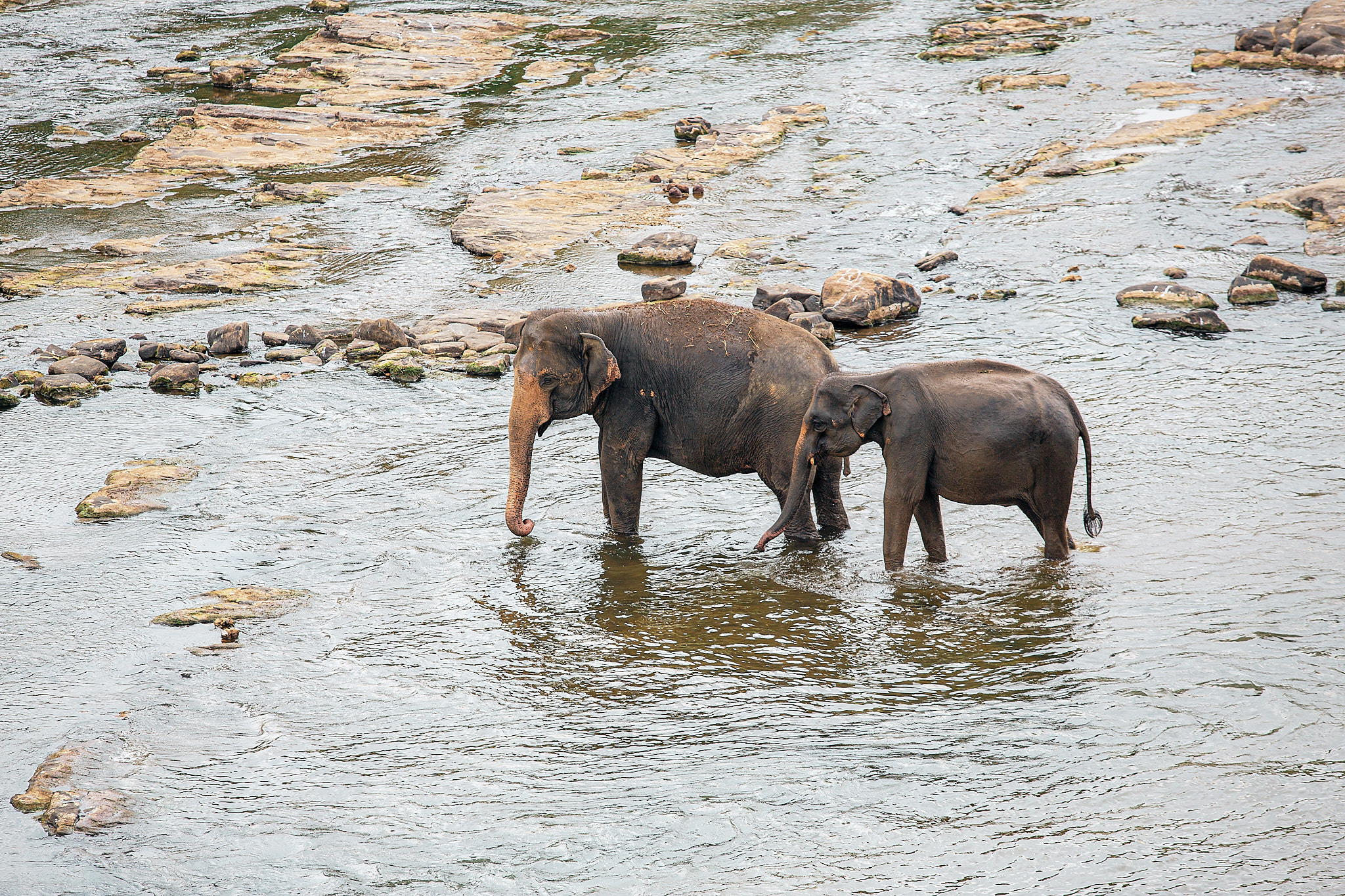 Слоновий питомник Пиннавела. Фотограф Сонкина Татьяна
