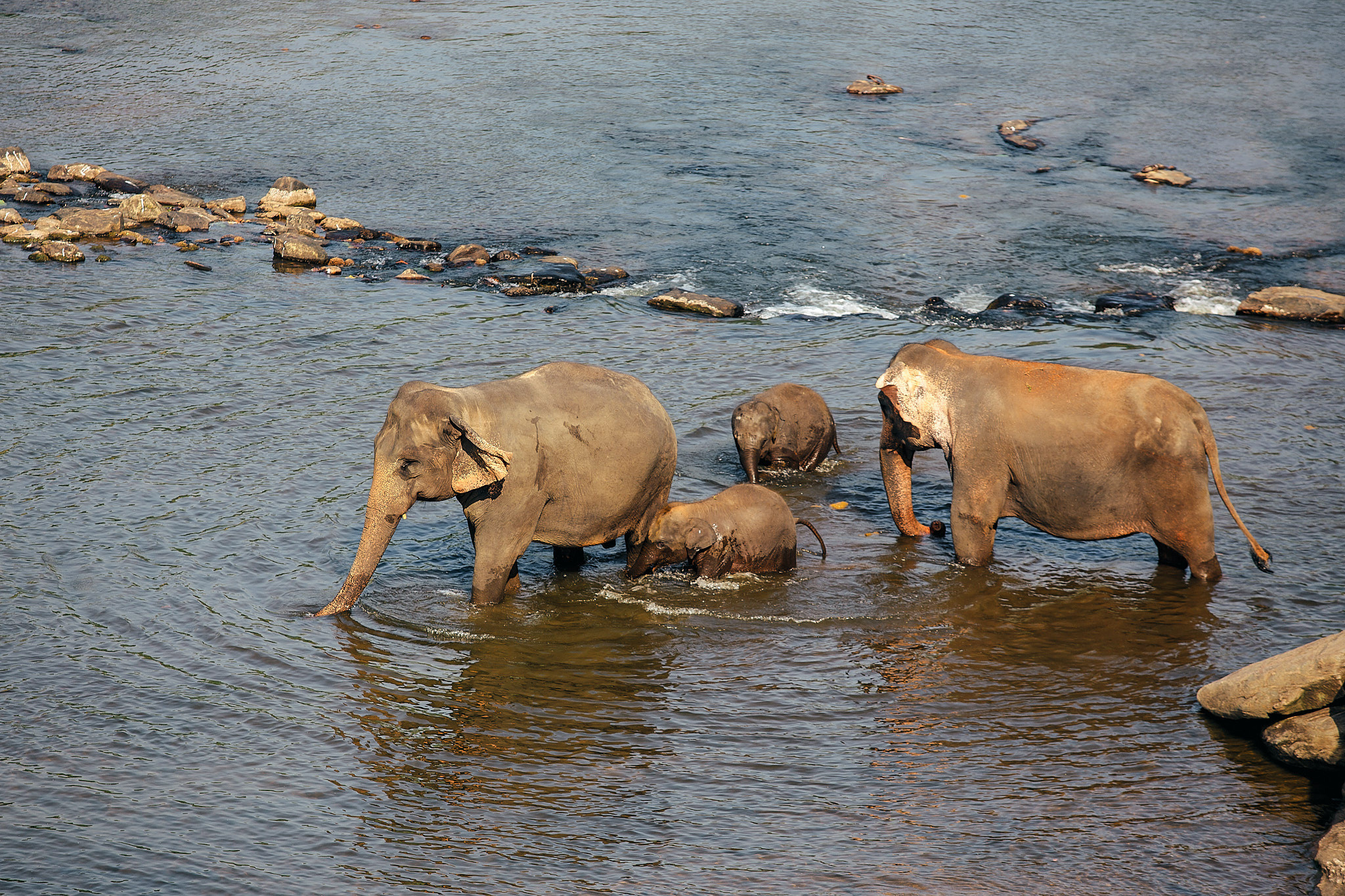 Слоновий питомник Пиннавела. Фотограф Сонкина Татьяна
