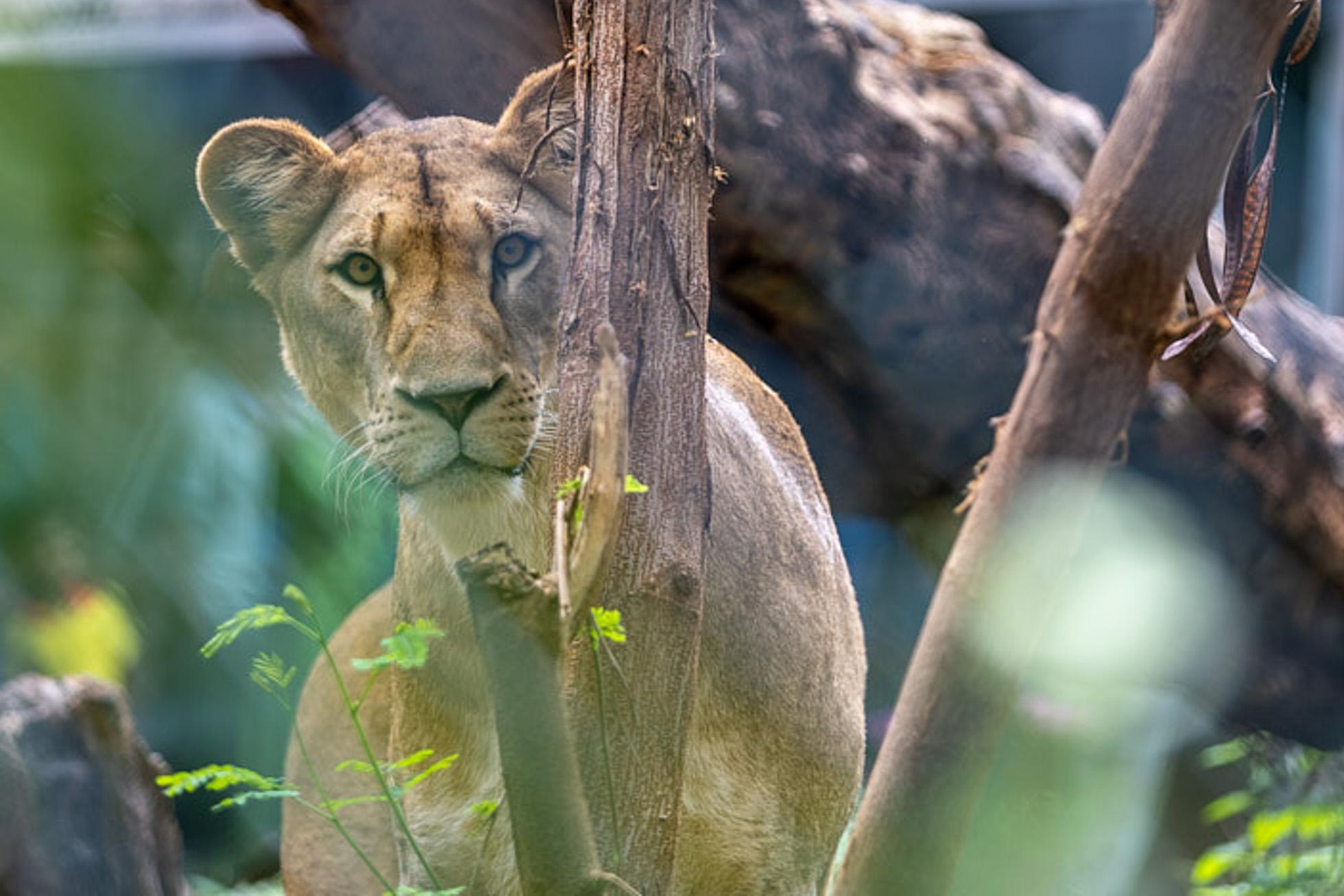 Зоопарк Дехивала. Фотограф Сонкина Татьяна