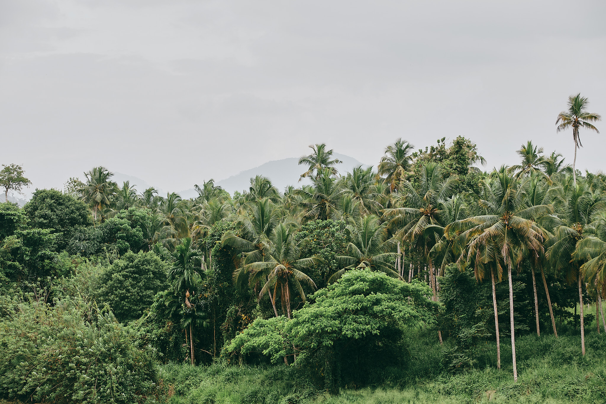 Слоновий питомник Пиннавела. Фотограф Сонкина Татьяна
