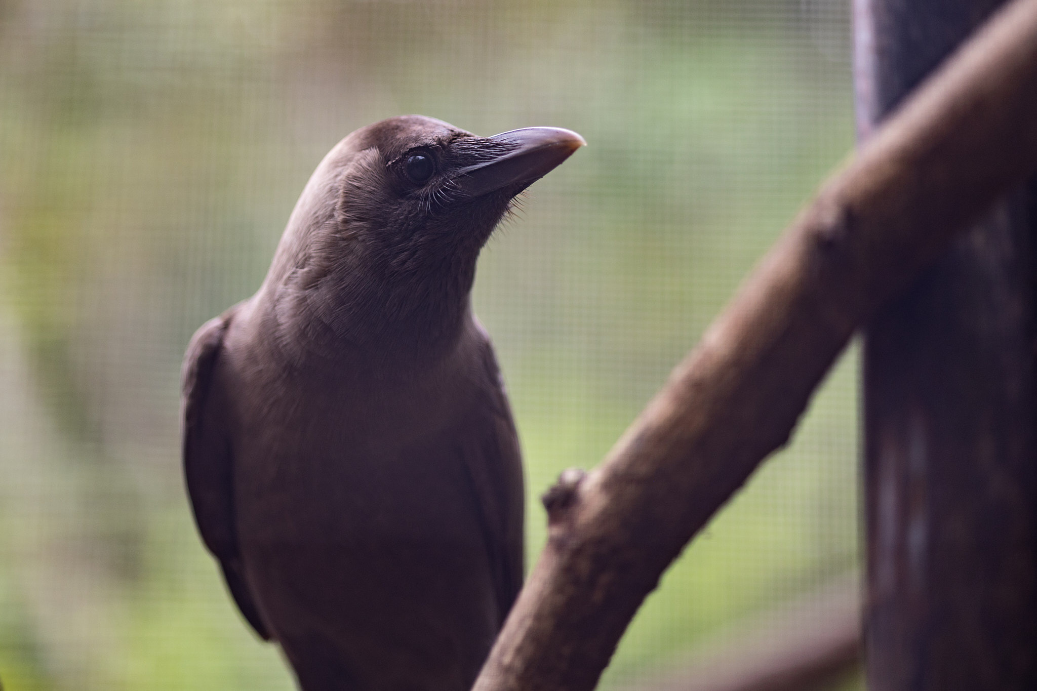 Зоопарк Дехивала. Фотограф Сонкина Татьяна