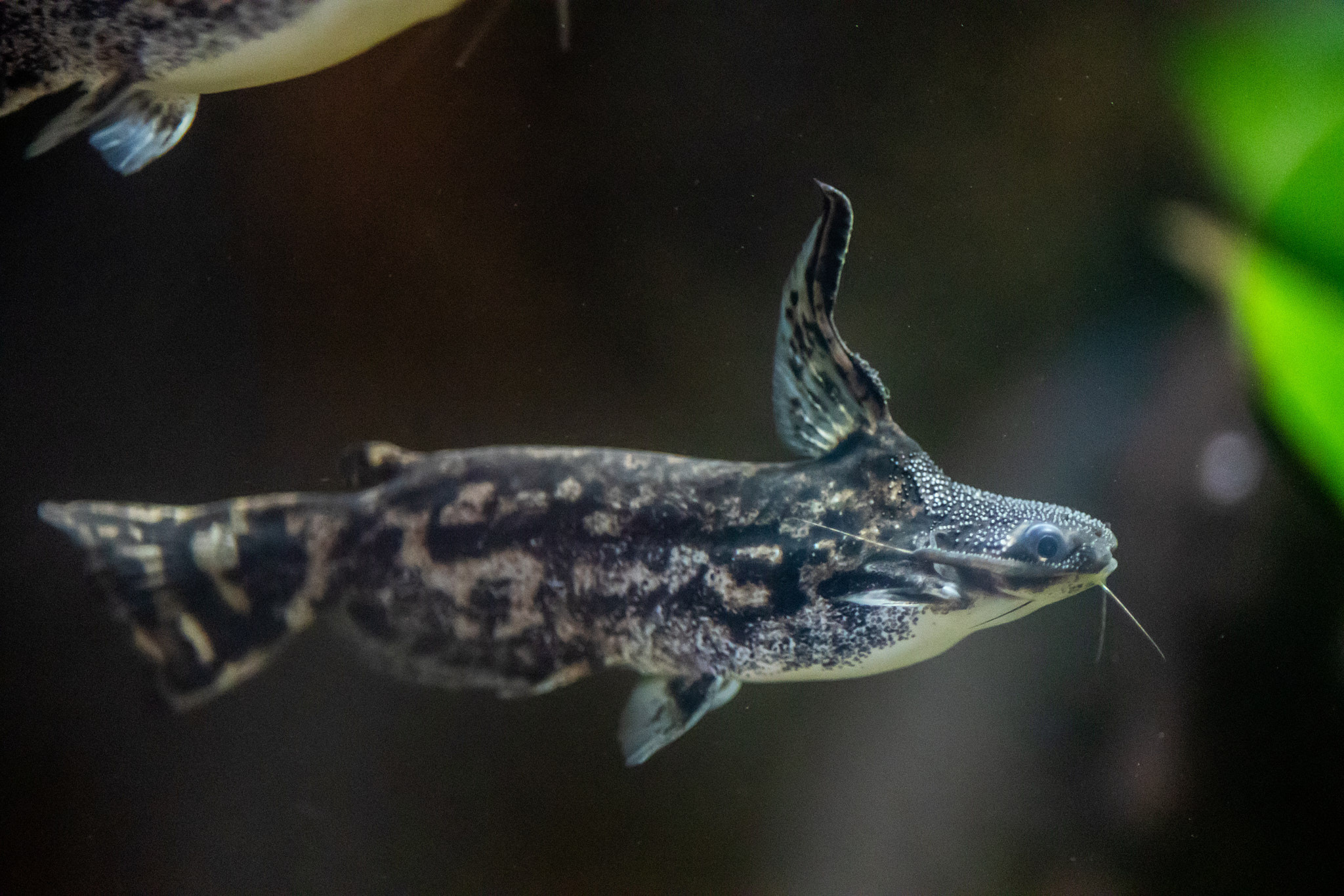 Зоопарк Дехивала. Фотограф Сонкина Татьяна