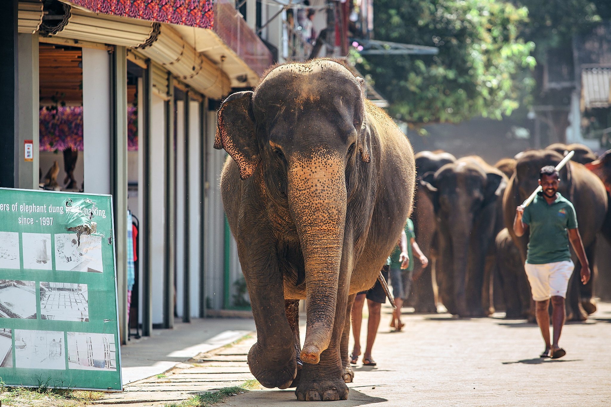 Слоновий питомник Пиннавела. Фотограф Сонкина Татьяна