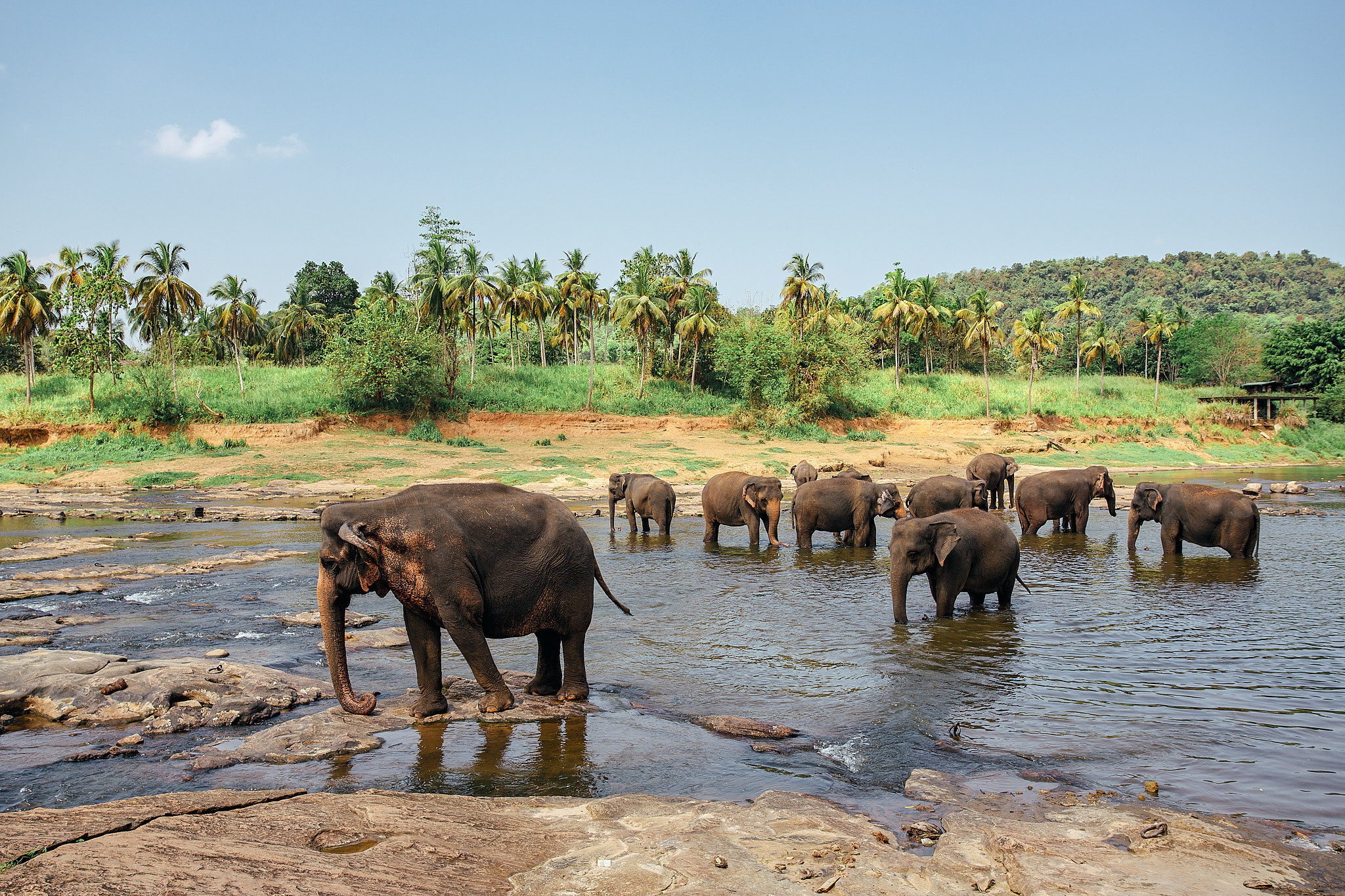 Слоновий питомник Пиннавела. Фотограф Сонкина Татьяна