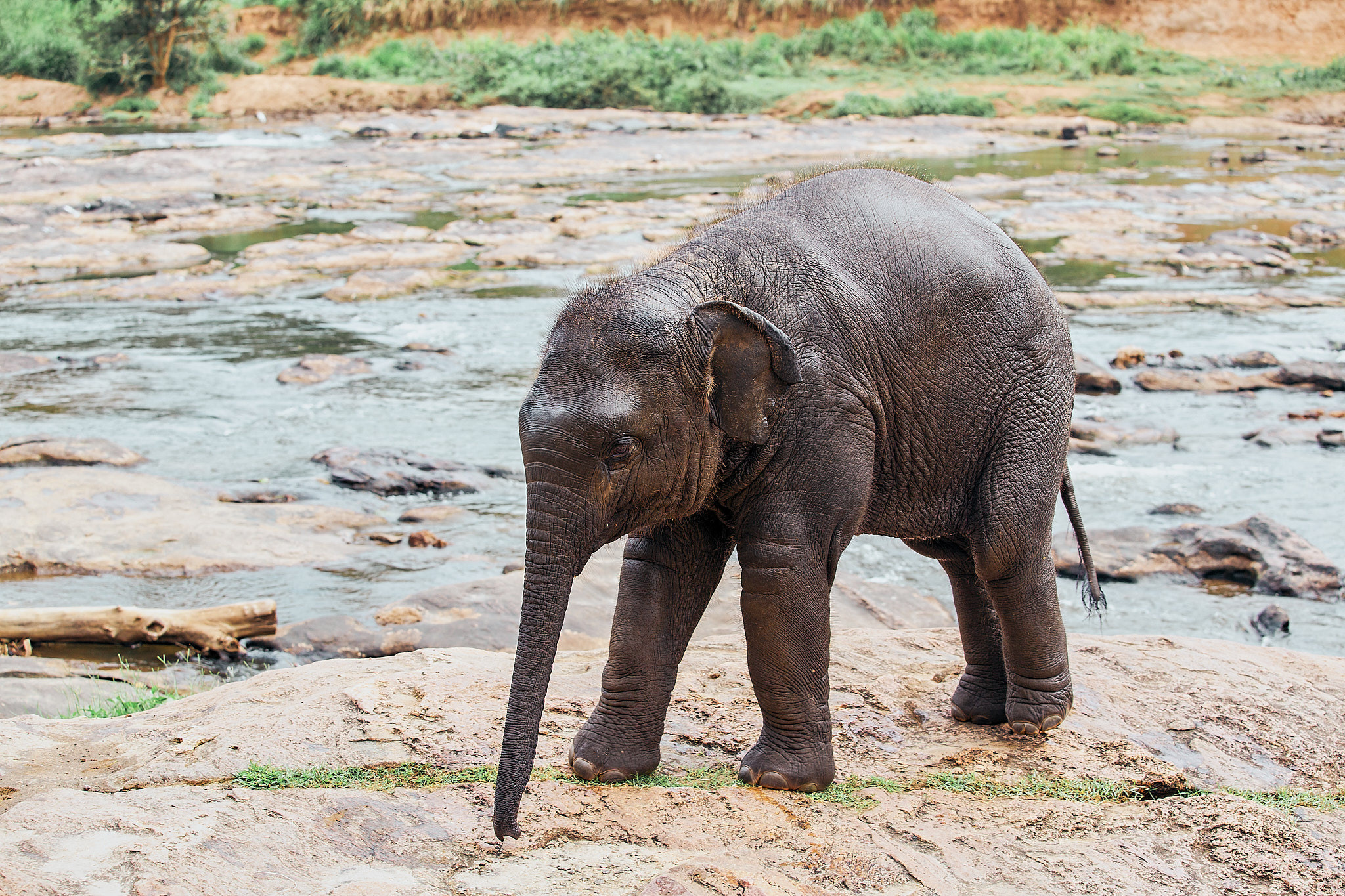 Слоновий питомник Пиннавела. Фотограф Сонкина Татьяна