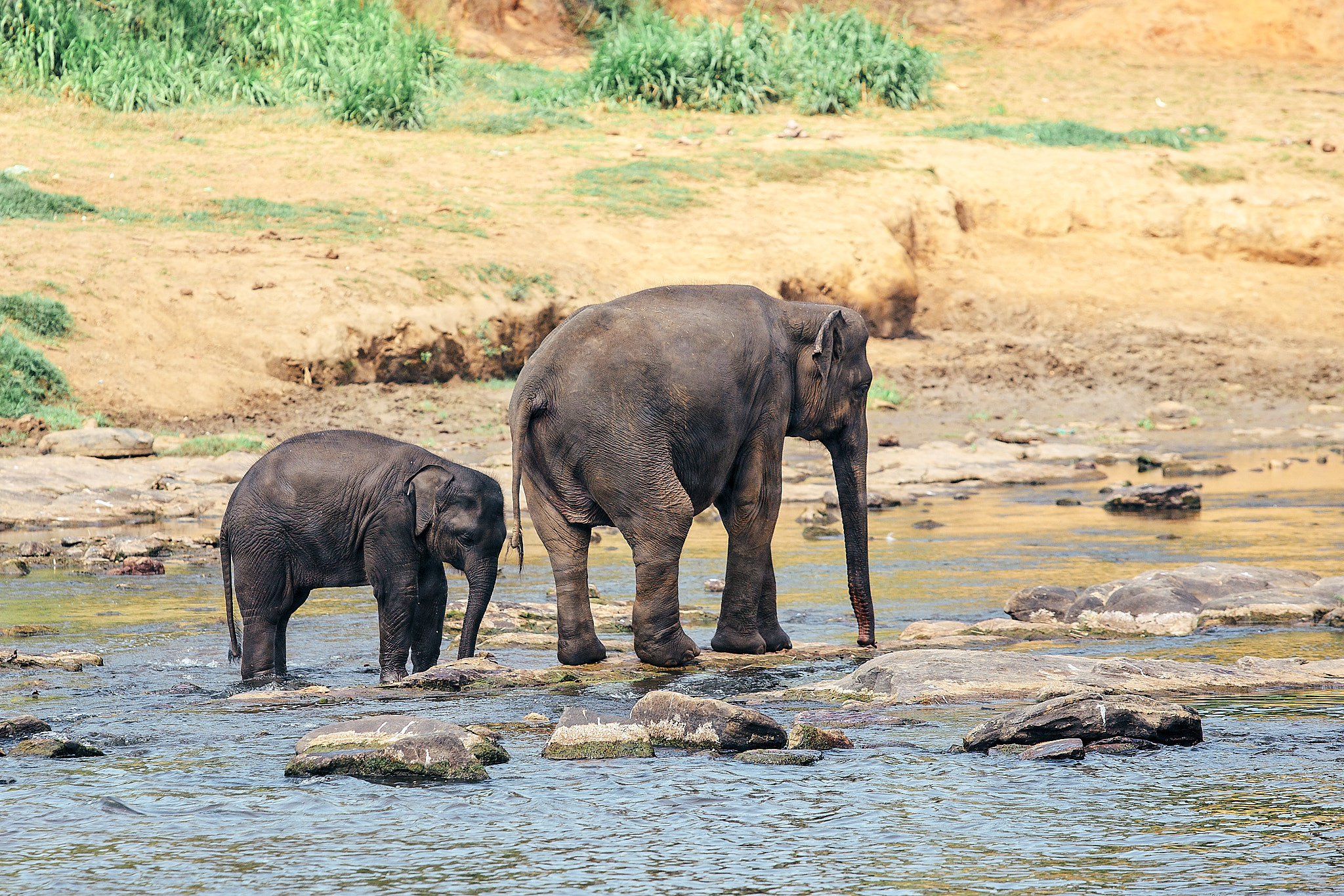 Слоновий питомник Пиннавела. Фотограф Сонкина Татьяна