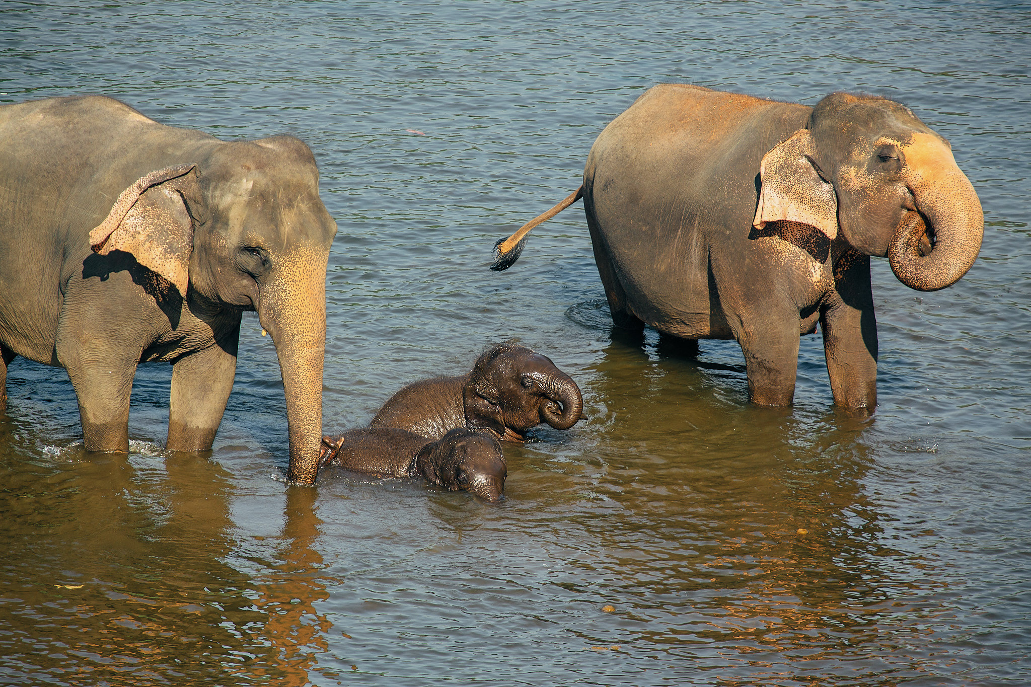 Слоновий питомник Пиннавела. Фотограф Сонкина Татьяна