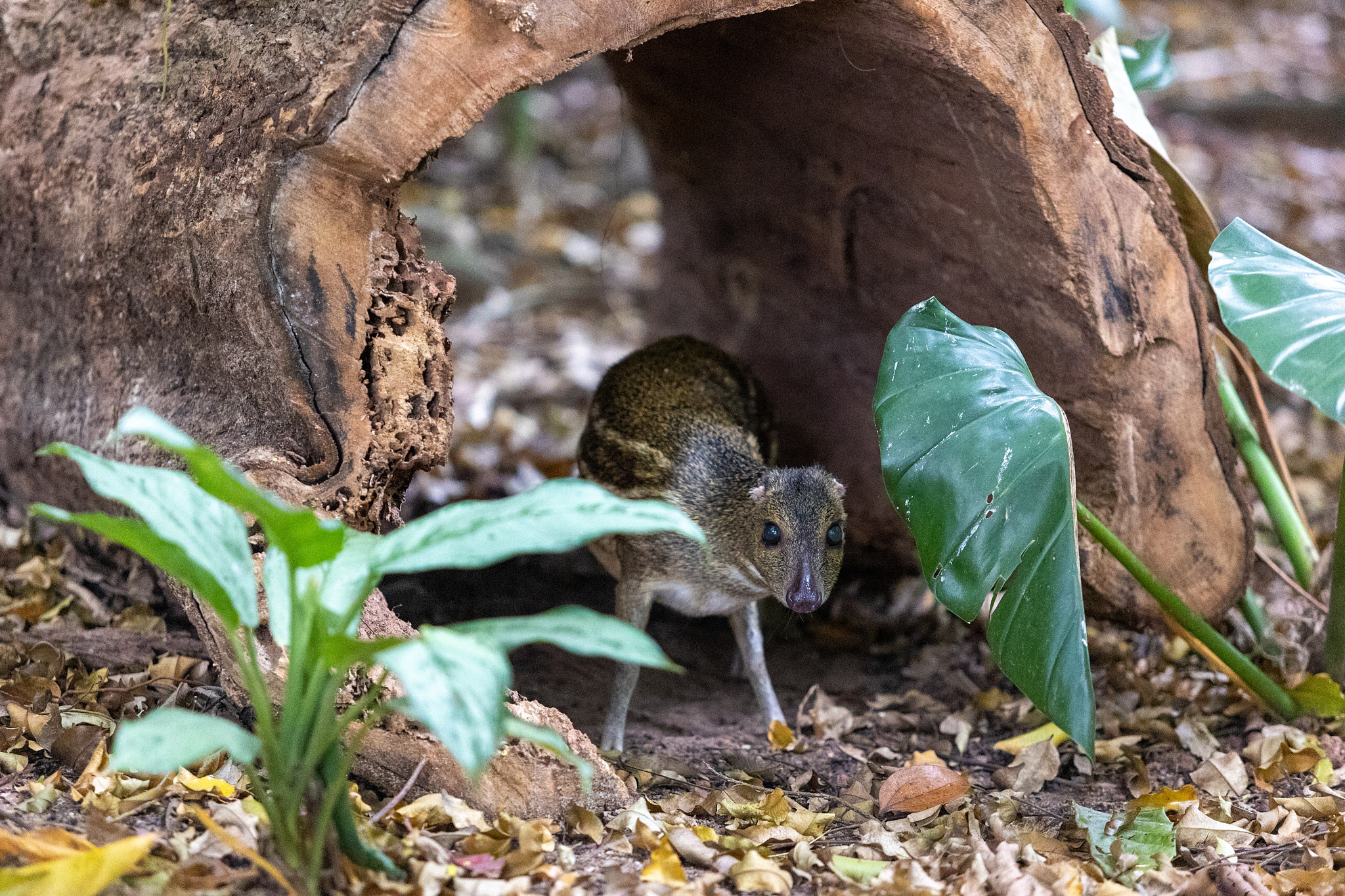 Зоопарк Дехивала. Фотограф Сонкина Татьяна