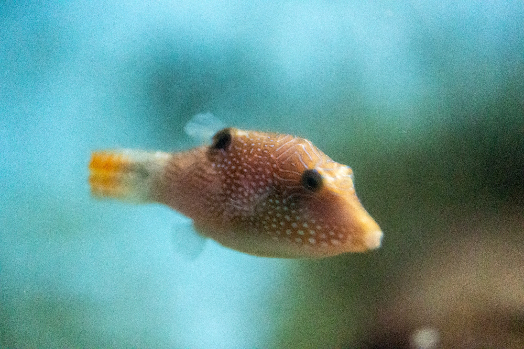 Зоопарк Дехивала. Фотограф Сонкина Татьяна