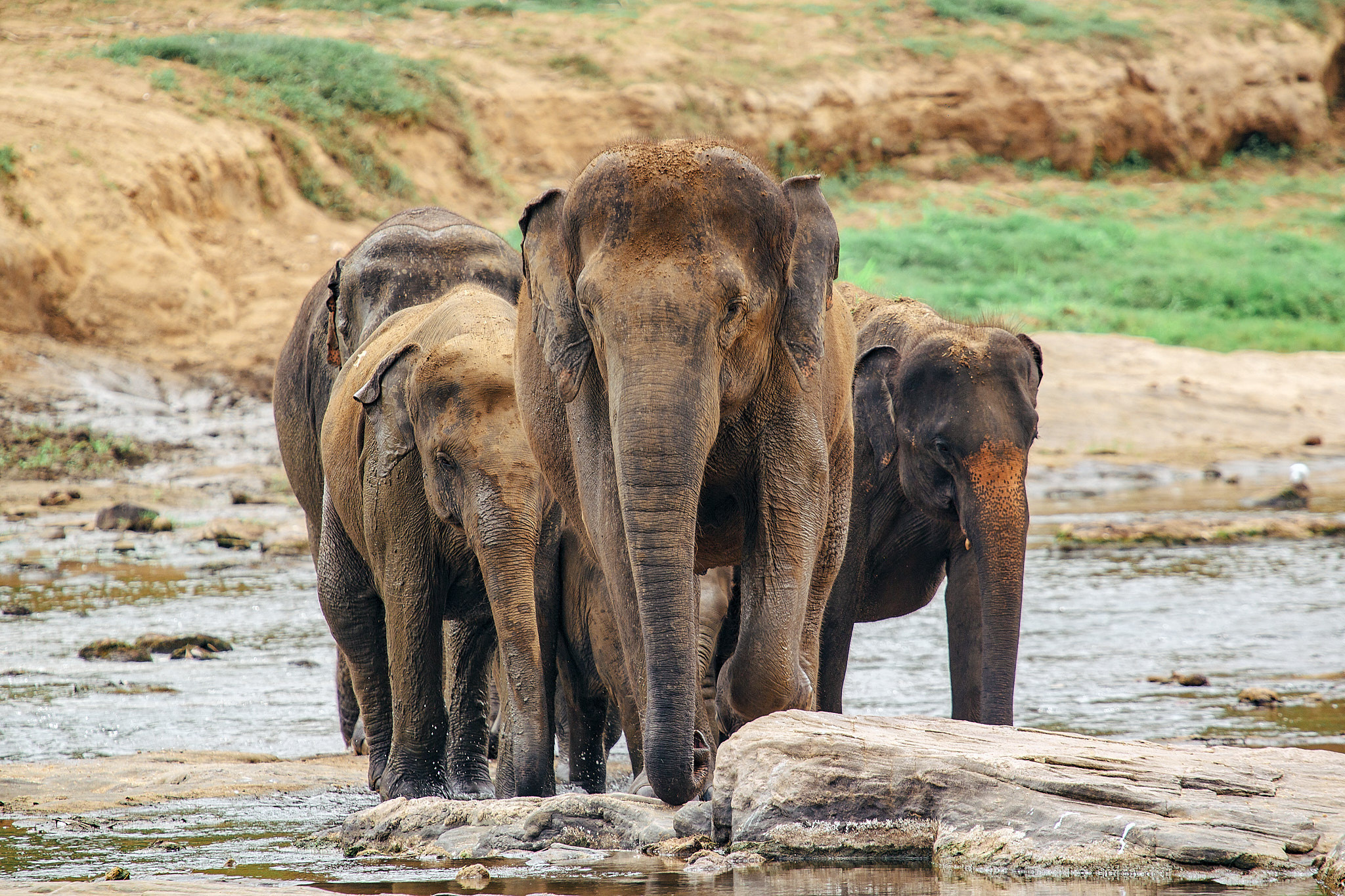 Слоновий питомник Пиннавела. Фотограф Сонкина Татьяна