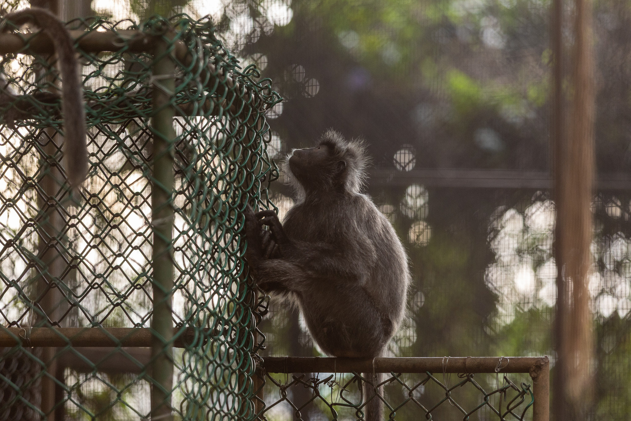 Зоопарк Дехивала. Фотограф Сонкина Татьяна
