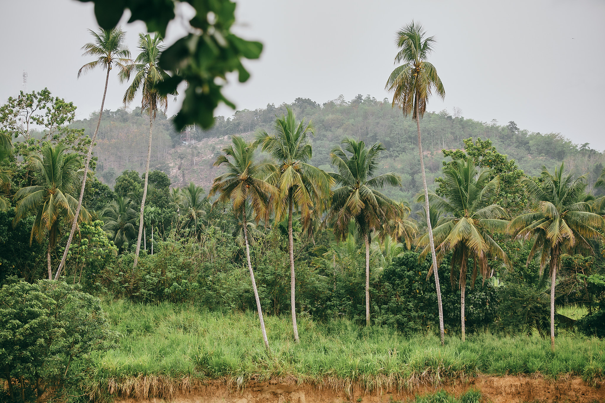 Слоновий питомник Пиннавела. Фотограф Сонкина Татьяна