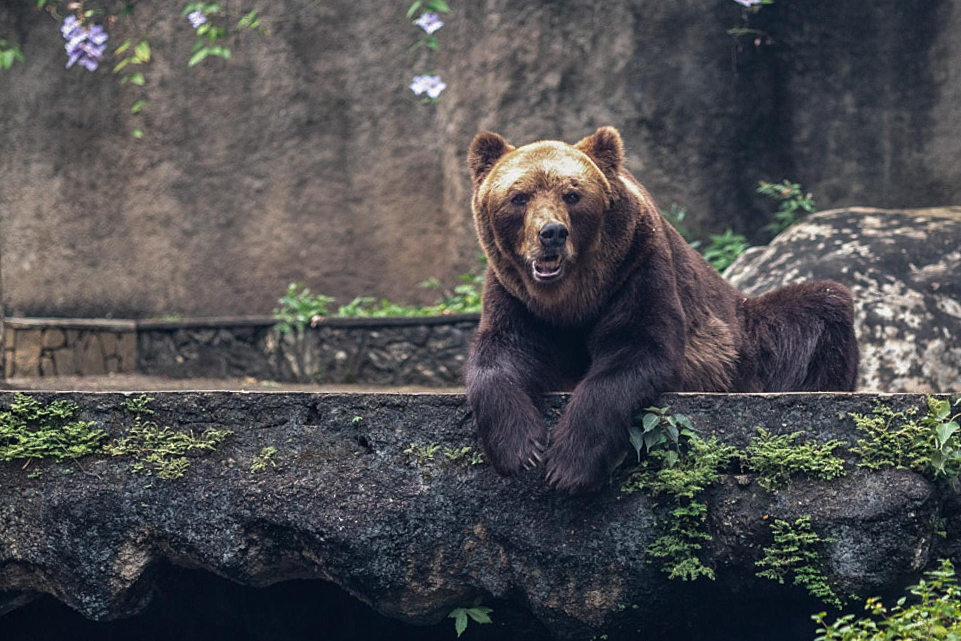 Зоопарк Дехивала. Фотограф Сонкина Татьяна