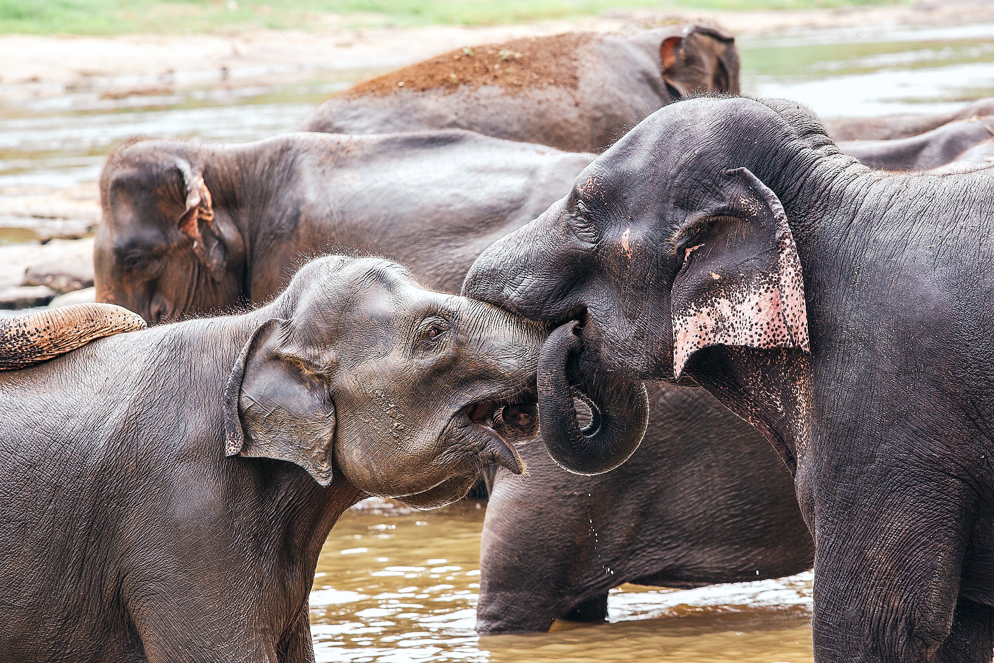 Слоновий питомник Пиннавела. Фотограф Сонкина Татьяна