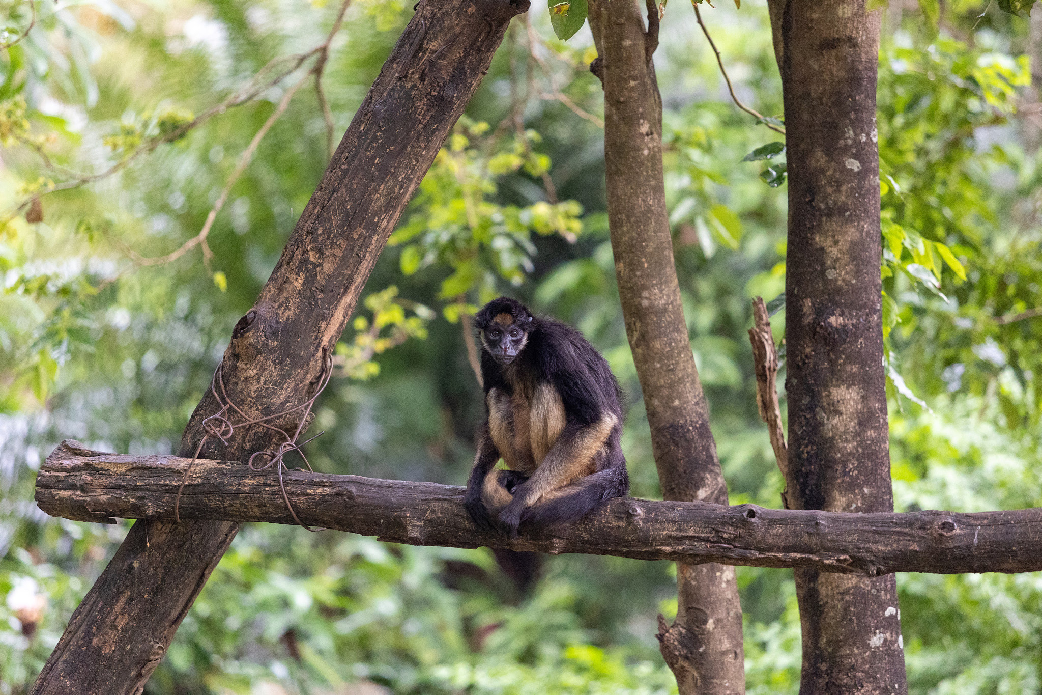 Зоопарк Дехивала. Фотограф Сонкина Татьяна