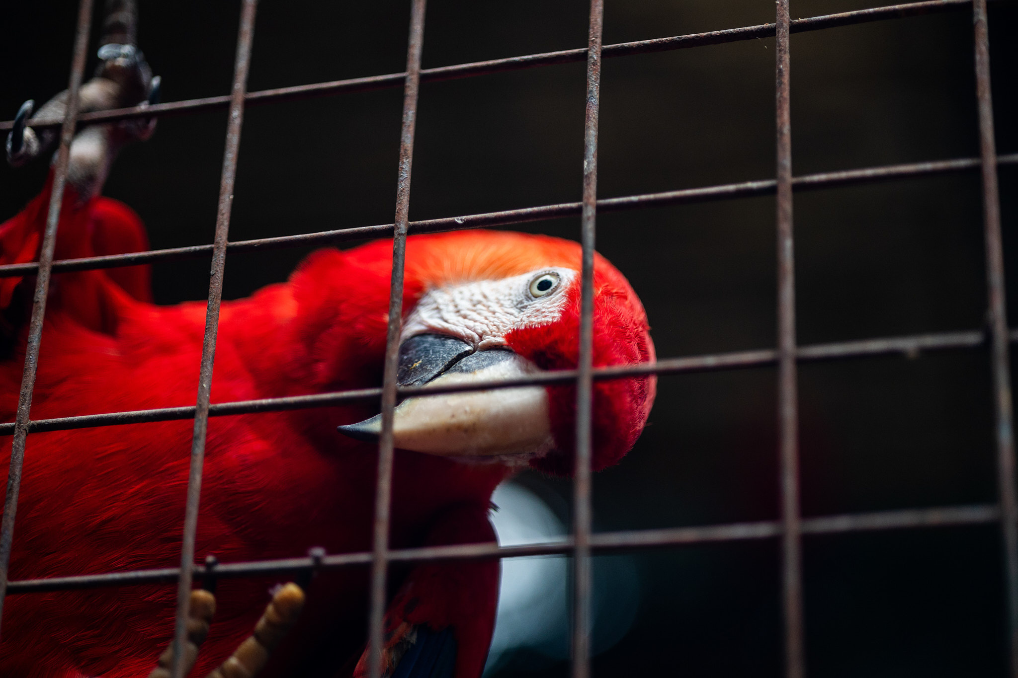 Зоопарк Дехивала. Фотограф Сонкина Татьяна