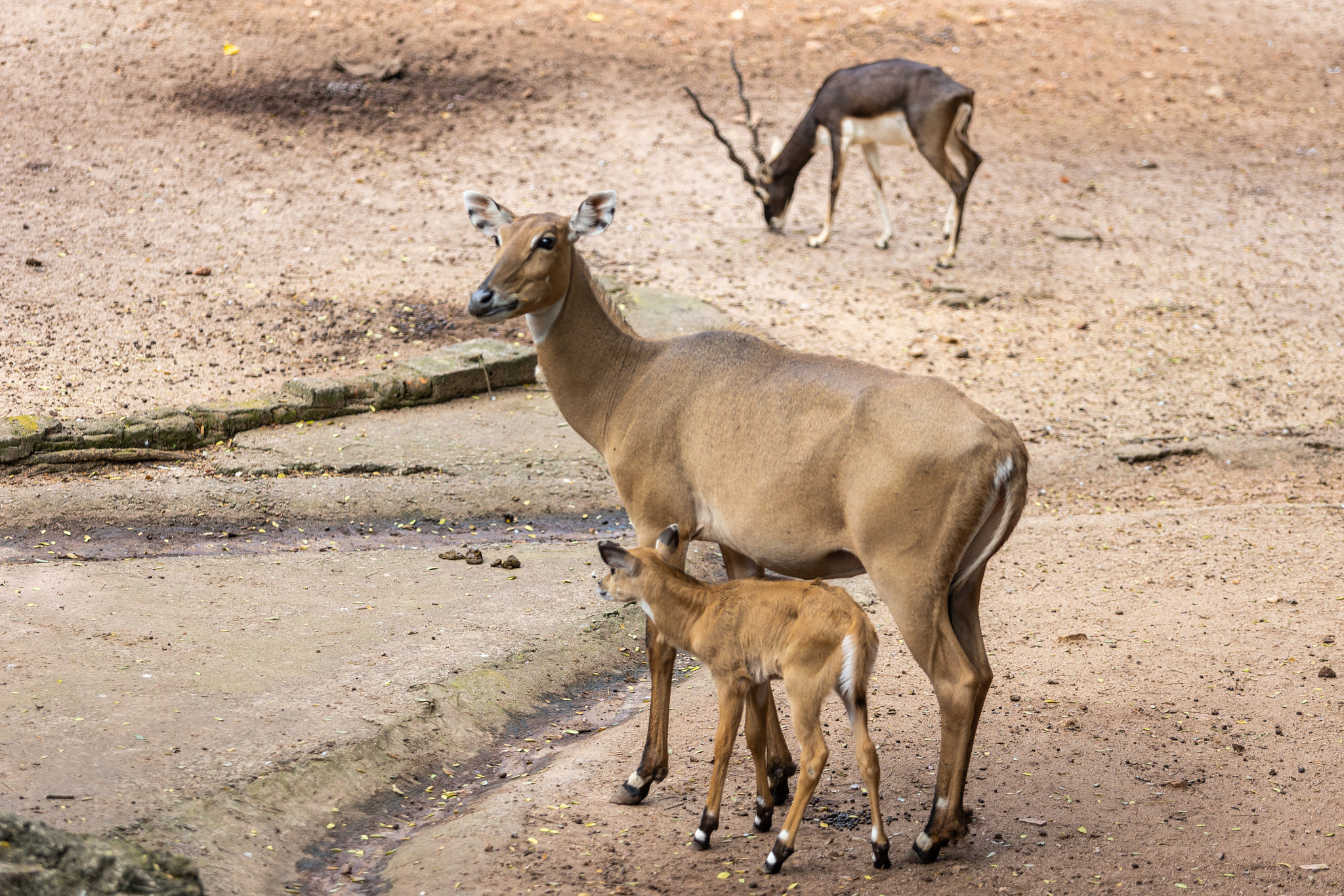 Зоопарк Дехивала. Фотограф Сонкина Татьяна