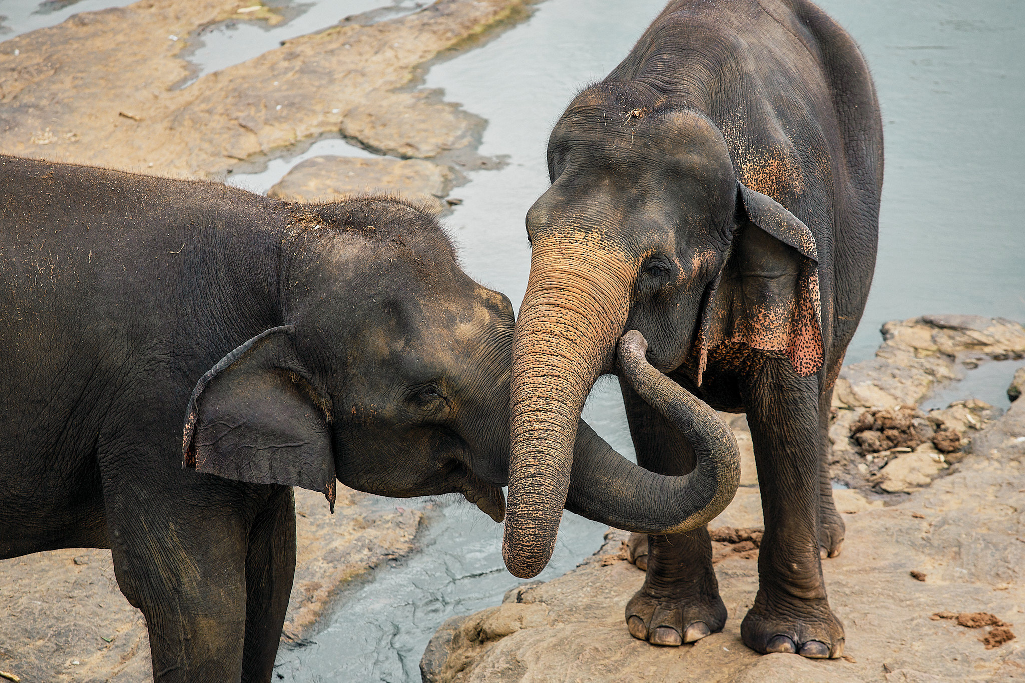 Слоновий питомник Пиннавела. Фотограф Сонкина Татьяна