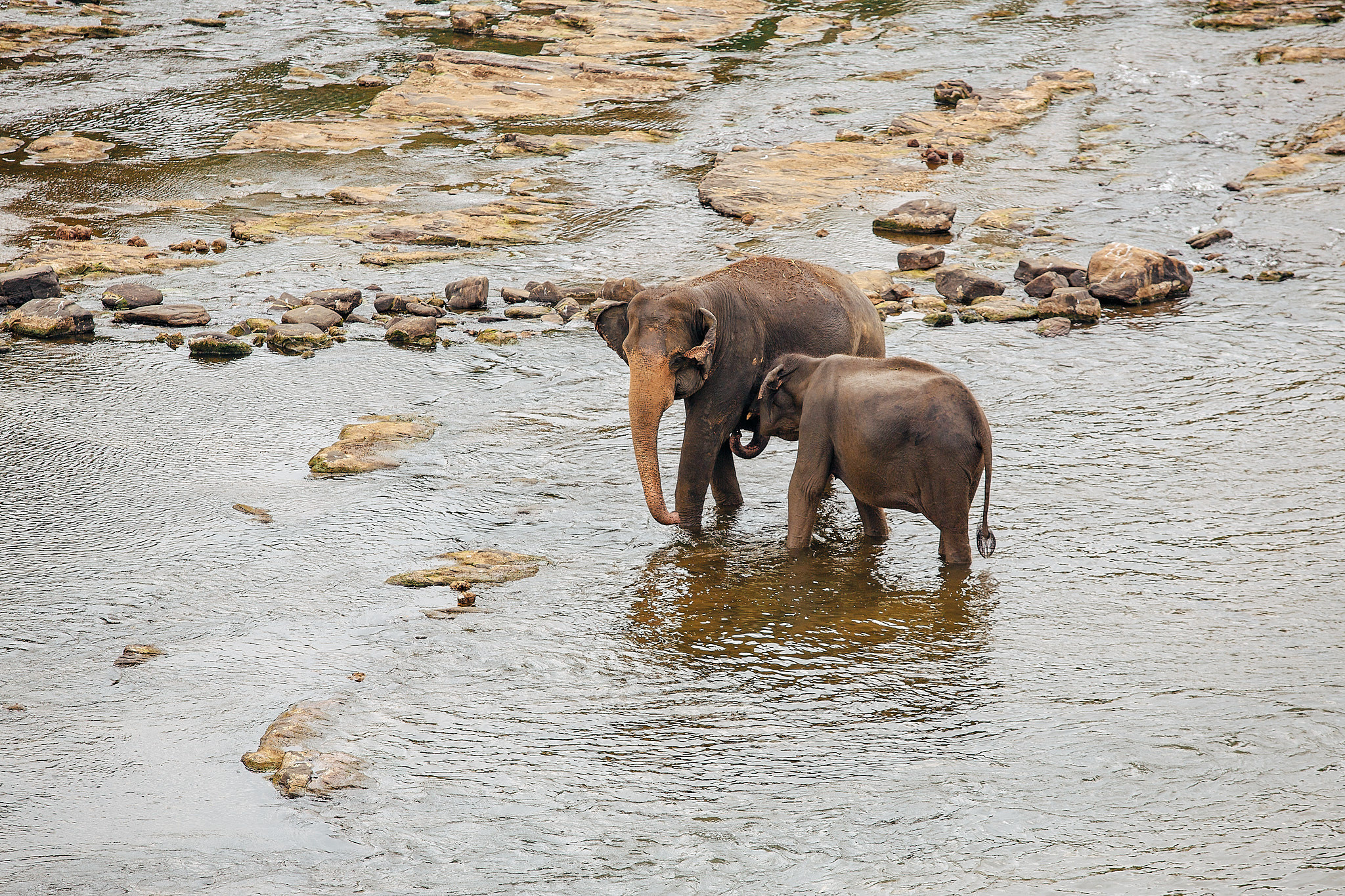 Слоновий питомник Пиннавела. Фотограф Сонкина Татьяна