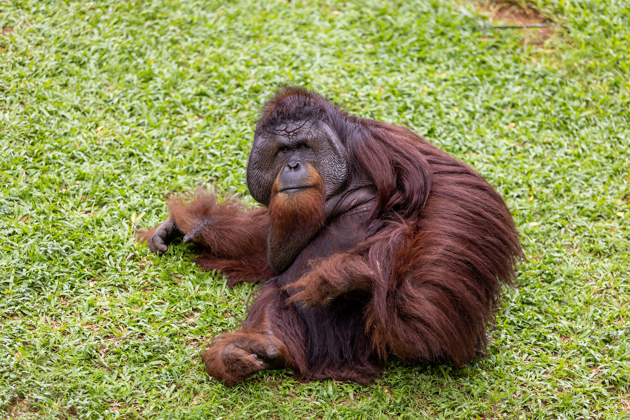 Зоопарк Дехивала. Фотограф Сонкина Татьяна