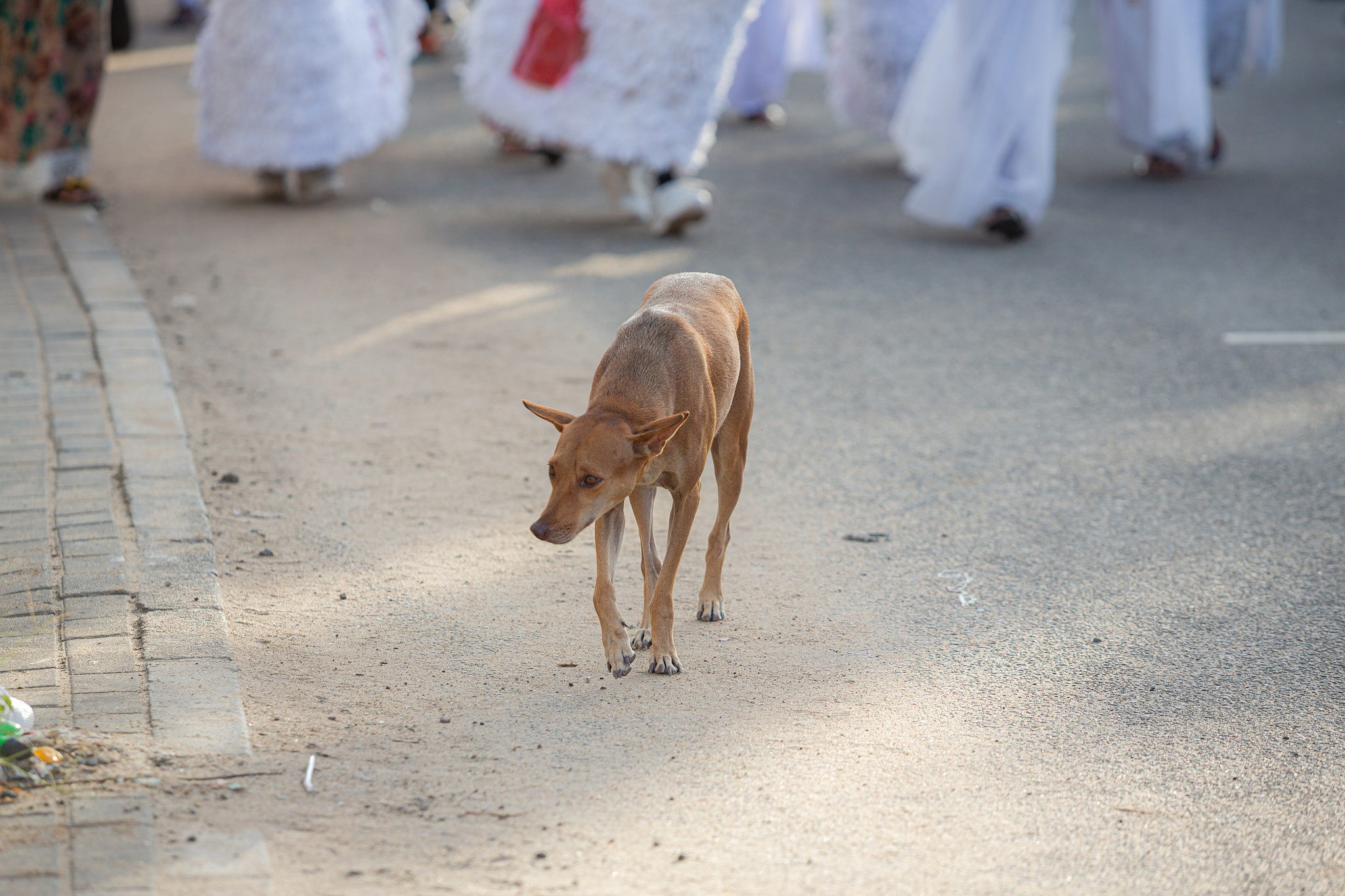 Festival Perahera Adhi Esala 2023. Photographer Sonkina Tatiana (Tanya Ash)