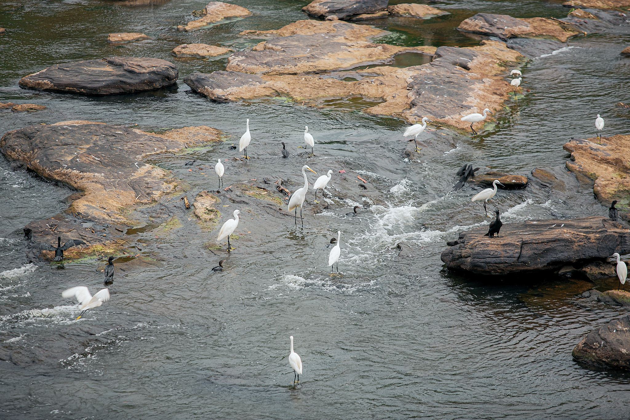 Слоновий питомник Пиннавела. Фотограф Сонкина Татьяна