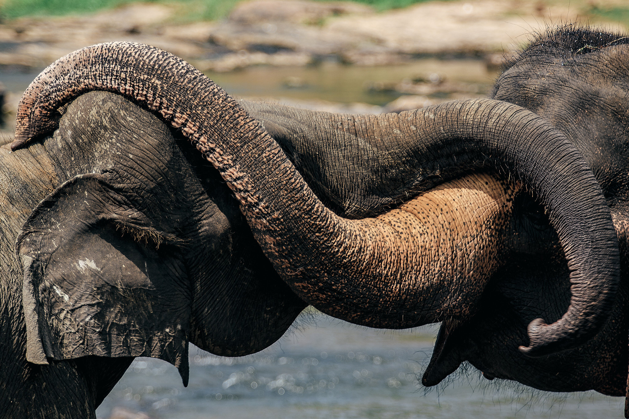 Слоновий питомник Пиннавела. Фотограф Сонкина Татьяна
