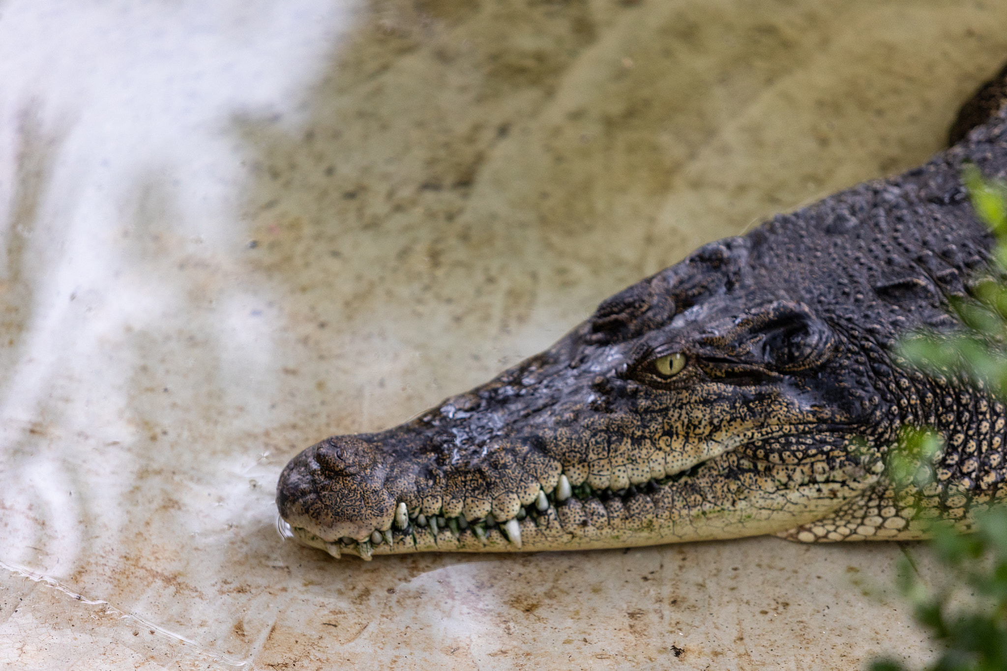 Зоопарк Дехивала. Фотограф Сонкина Татьяна