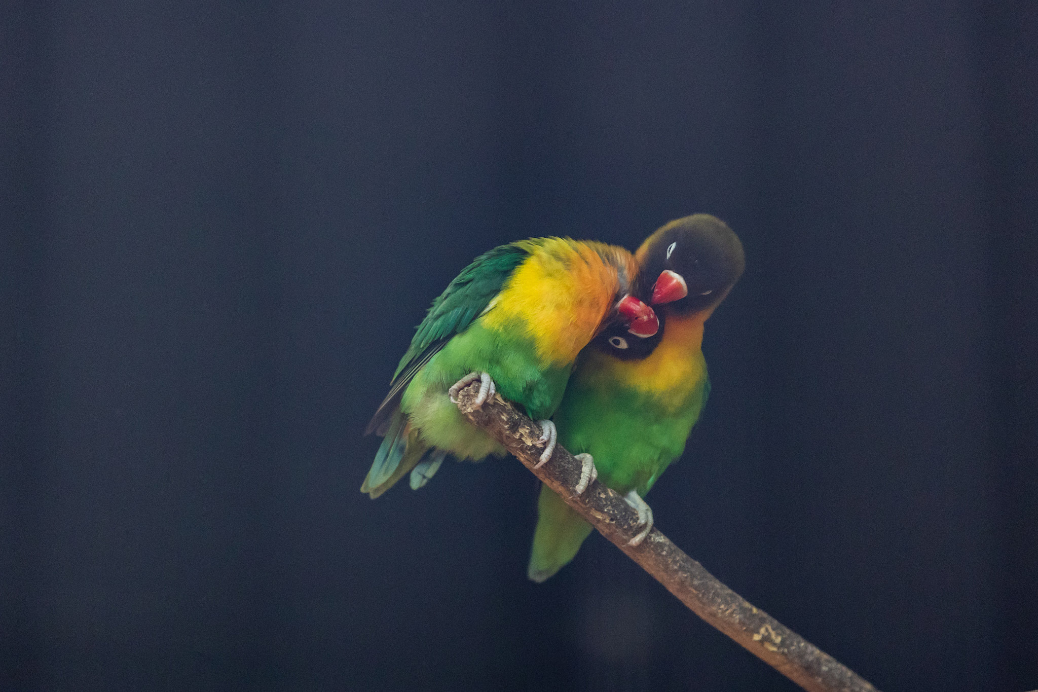 Зоопарк Дехивала. Фотограф Сонкина Татьяна