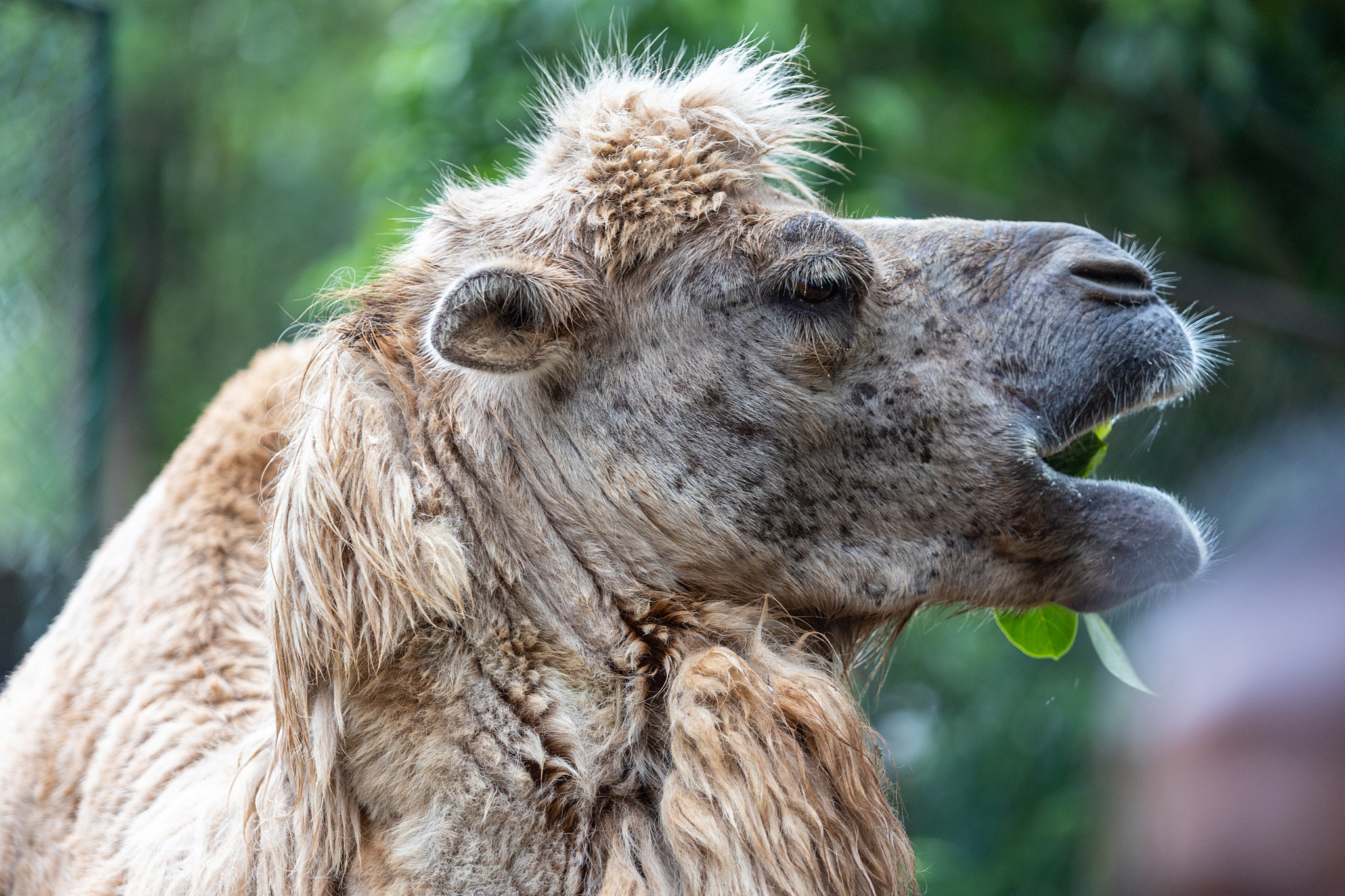 Зоопарк Дехивала. Фотограф Сонкина Татьяна