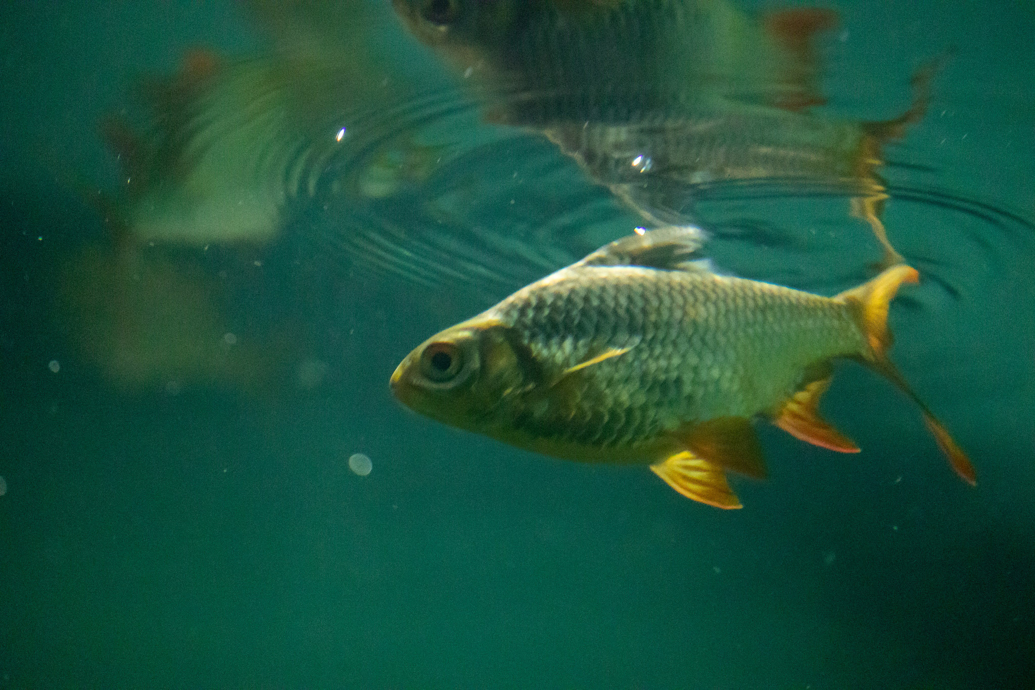 Зоопарк Дехивала. Фотограф Сонкина Татьяна