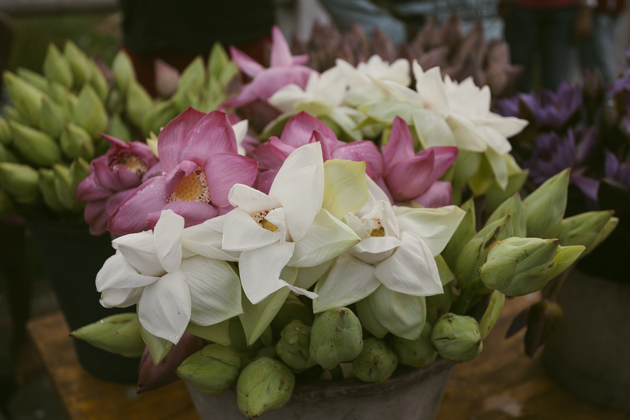 Puja Devol Devalaya 2023. Photographer Sonkina Tatiana (Tanya Ash)