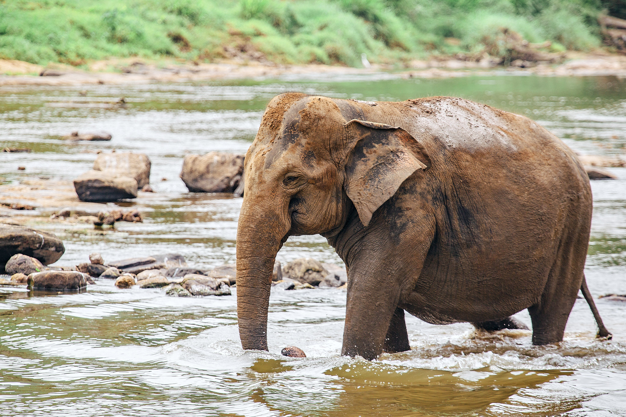 Слоновий питомник Пиннавела. Фотограф Сонкина Татьяна