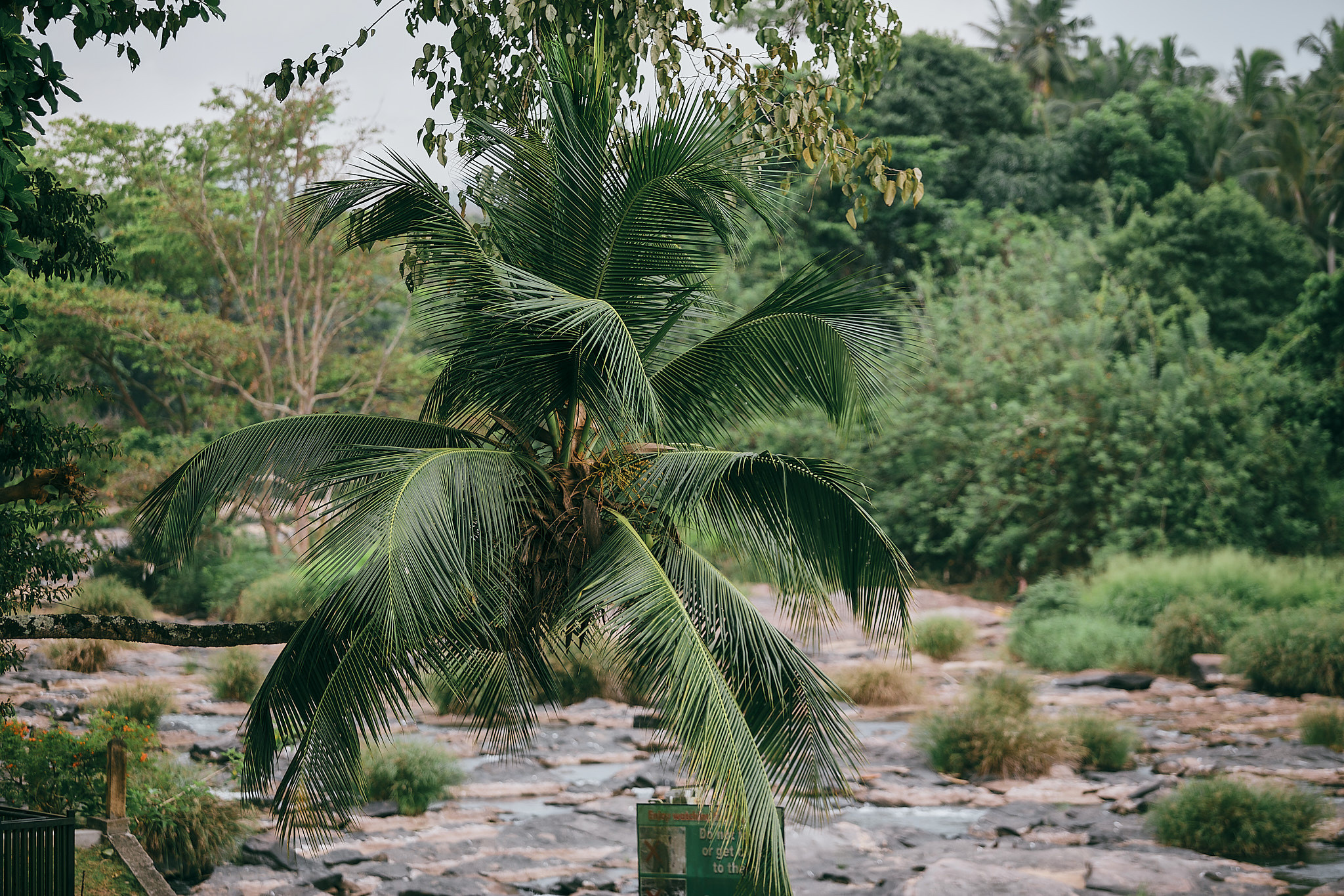 Слоновий питомник Пиннавела. Фотограф Сонкина Татьяна