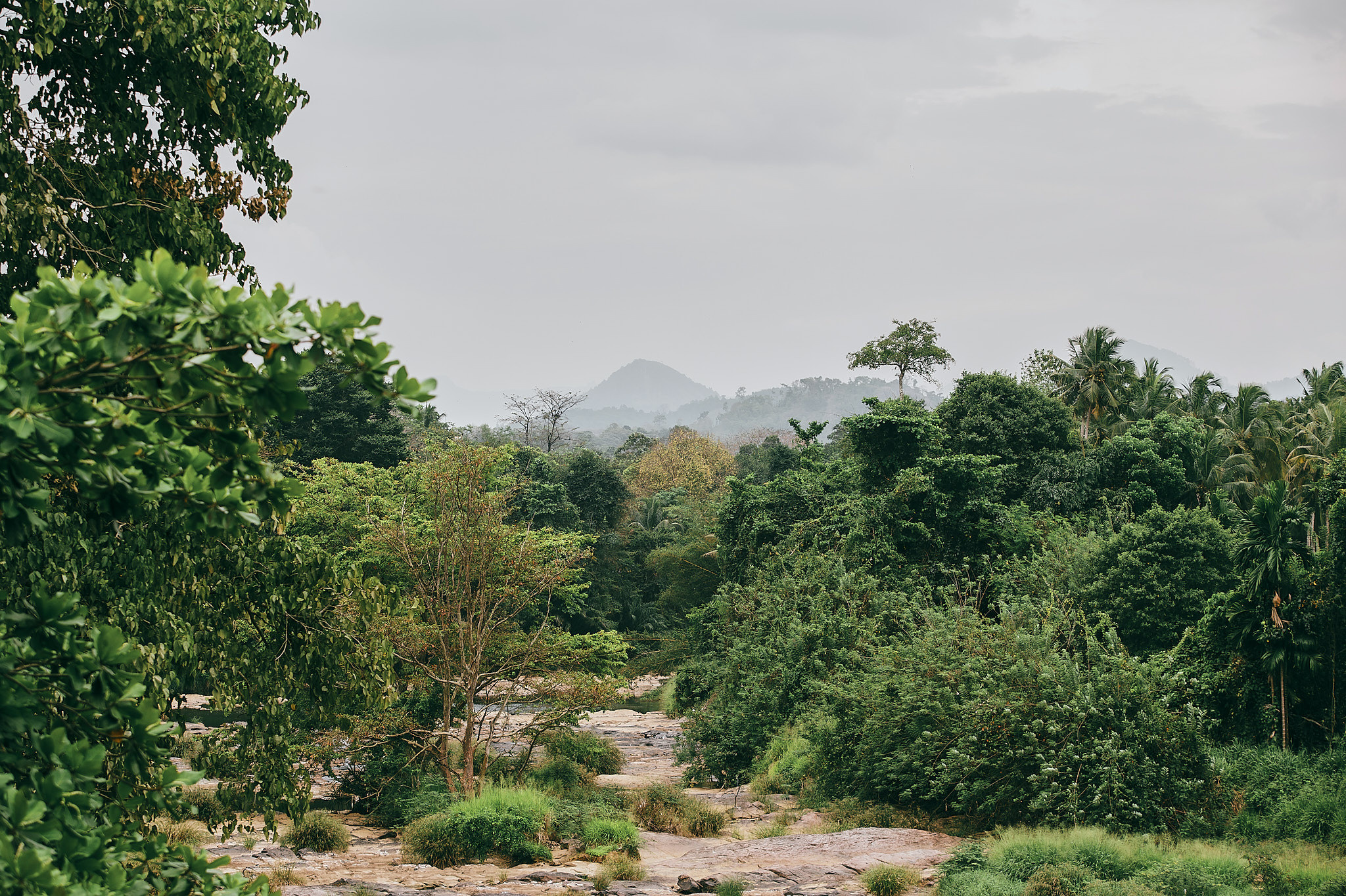 Слоновий питомник Пиннавела. Фотограф Сонкина Татьяна