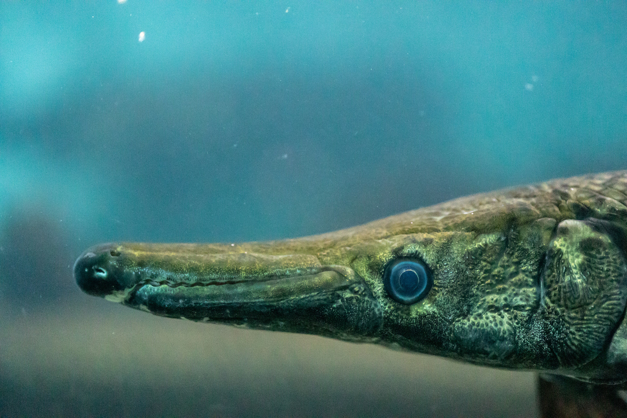 Зоопарк Дехивала. Фотограф Сонкина Татьяна