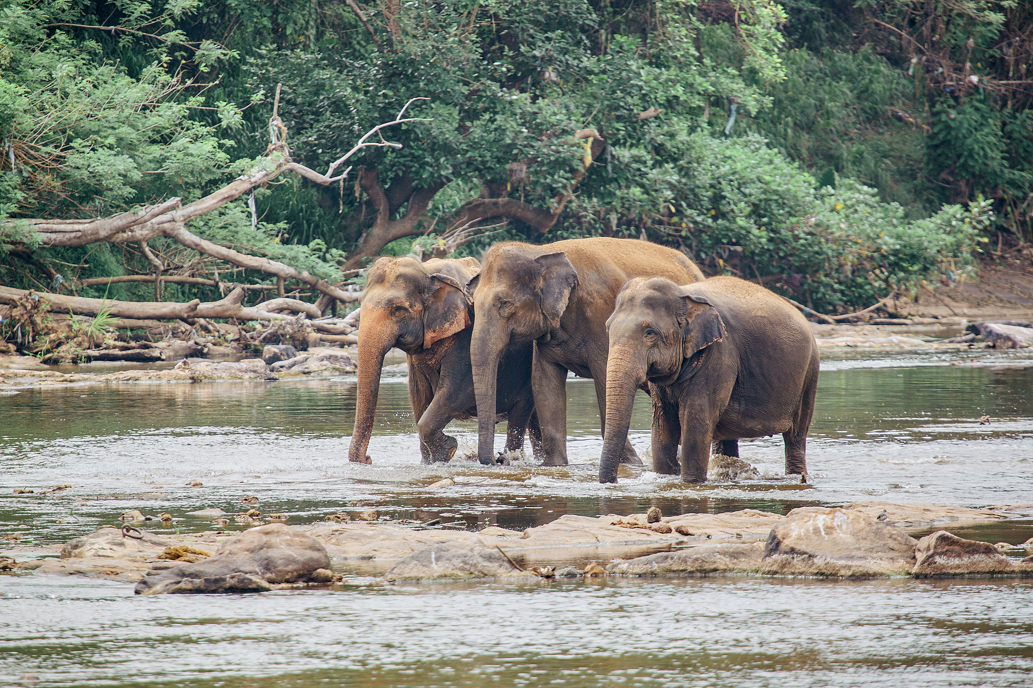 Слоновий питомник Пиннавела. Фотограф Сонкина Татьяна