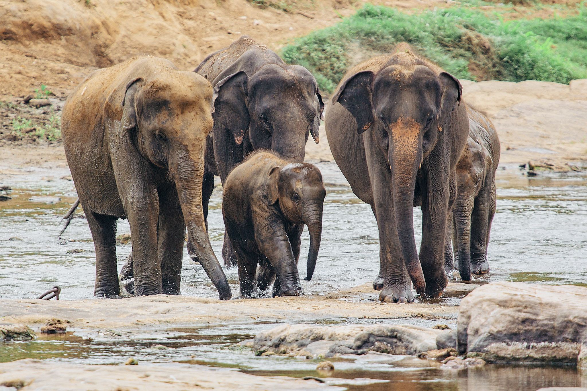 Слоновий питомник Пиннавела. Фотограф Сонкина Татьяна