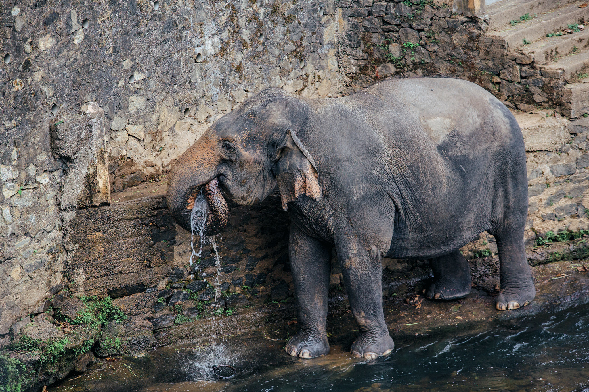 Слоновий питомник Пиннавела. Фотограф Сонкина Татьяна