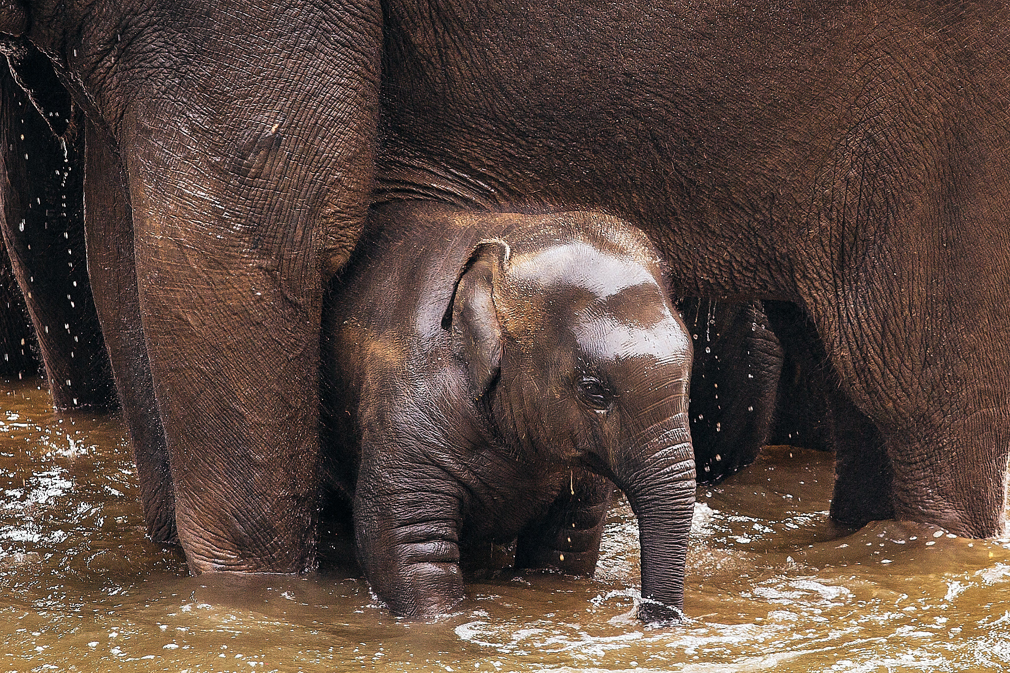 Слоновий питомник Пиннавела. Фотограф Сонкина Татьяна