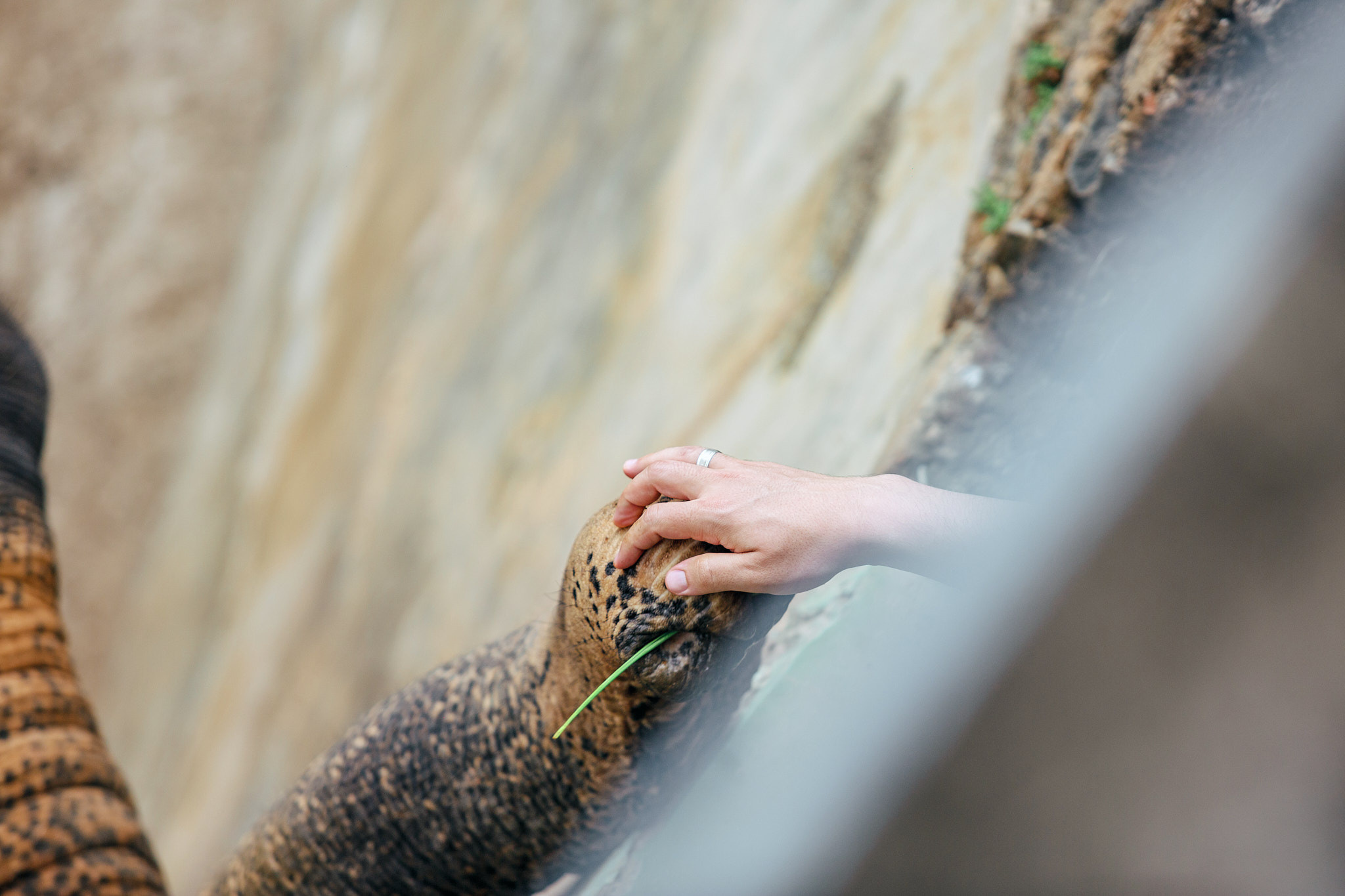 Слоновий питомник Пиннавела. Фотограф Сонкина Татьяна