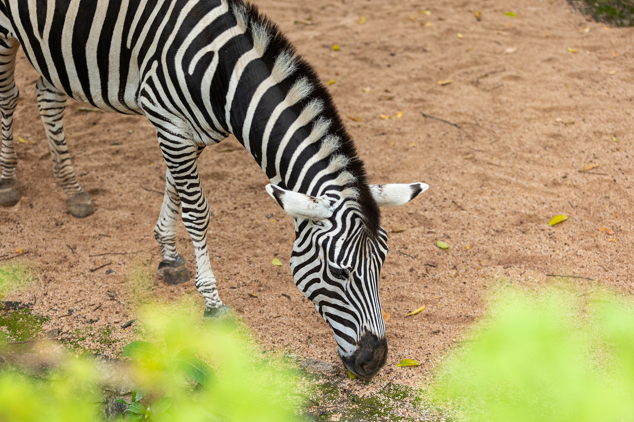 Зоопарк Дехивала. Фотограф Сонкина Татьяна