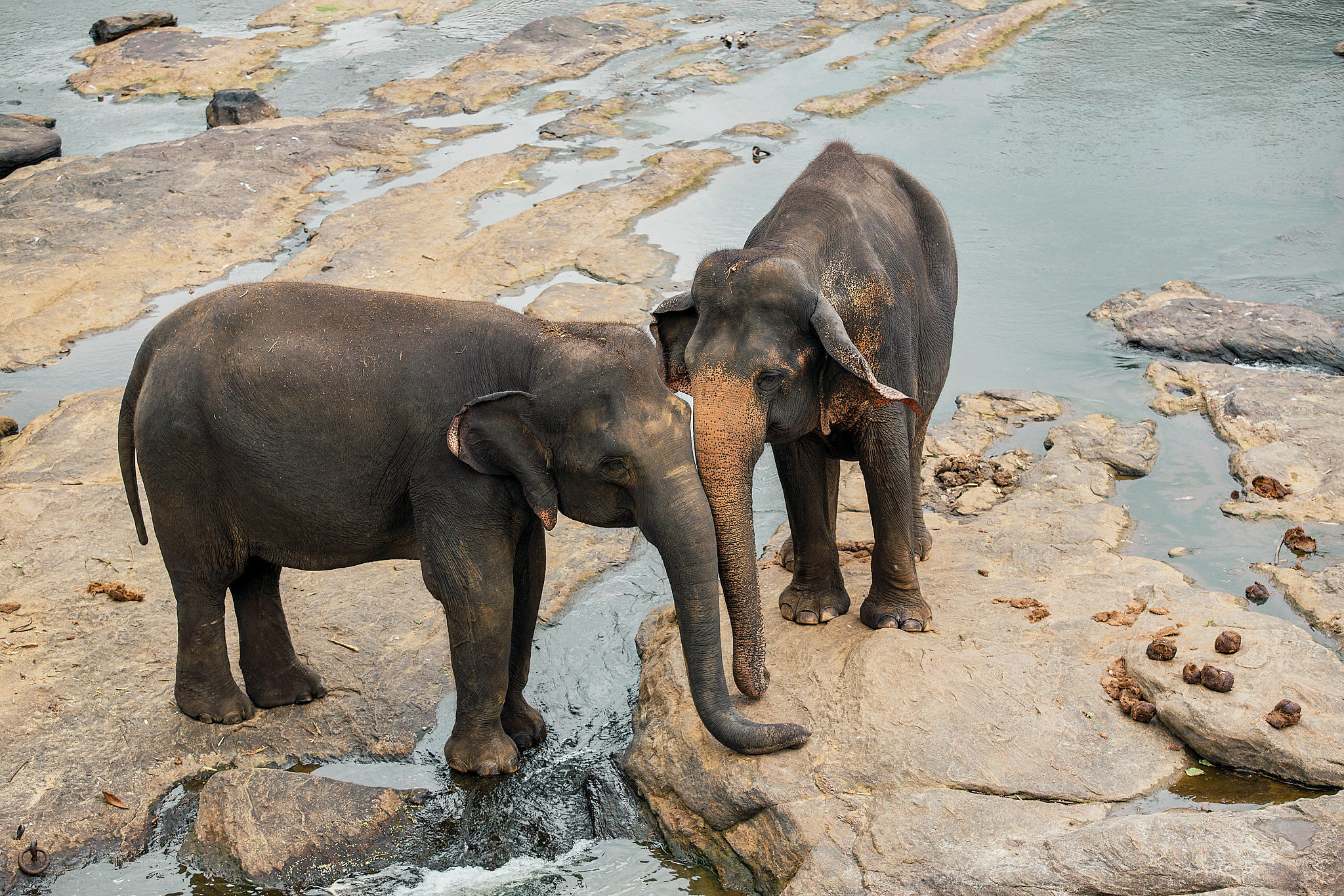 Слоновий питомник Пиннавела. Фотограф Сонкина Татьяна