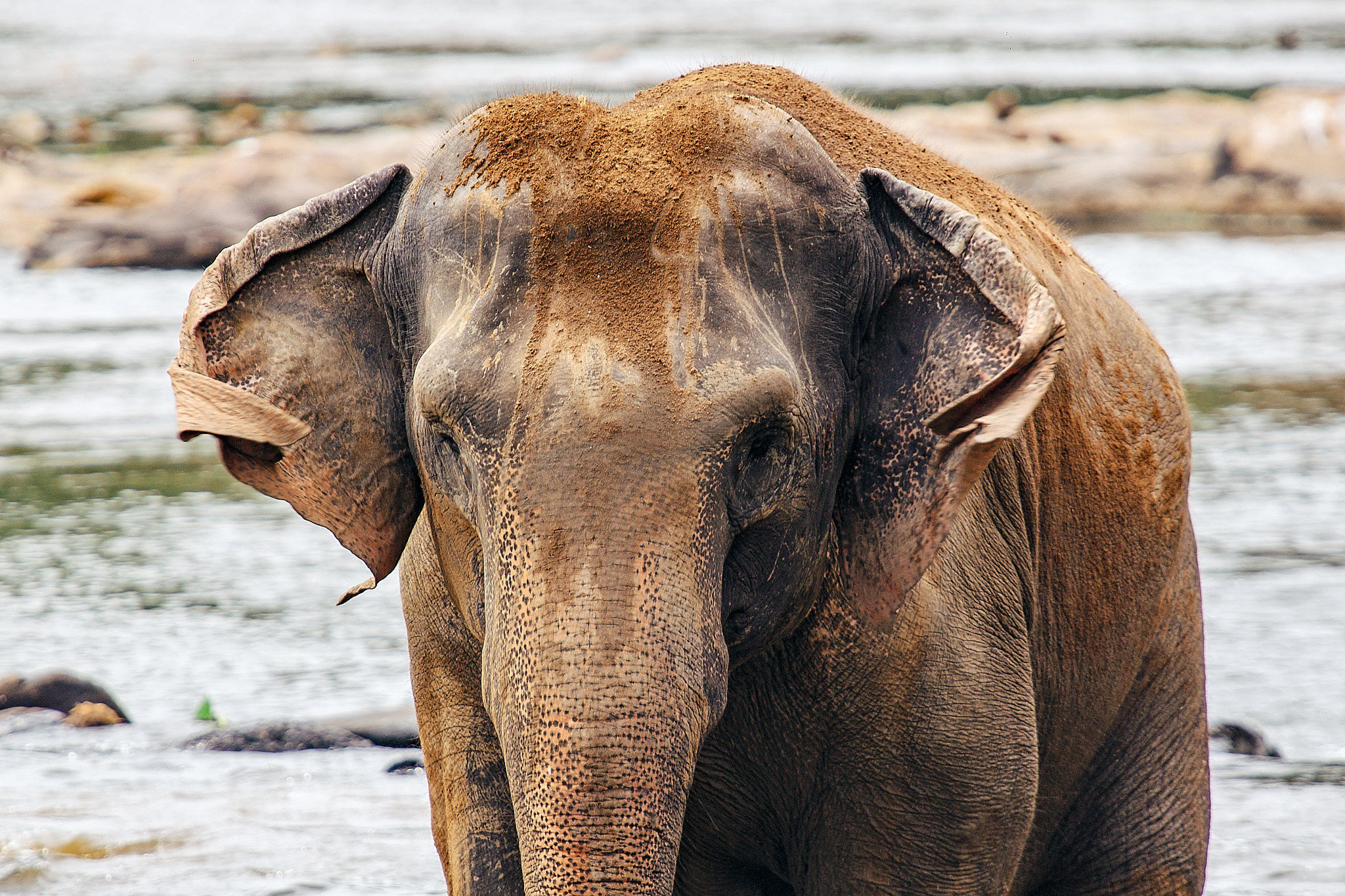 Слоновий питомник Пиннавела. Фотограф Сонкина Татьяна