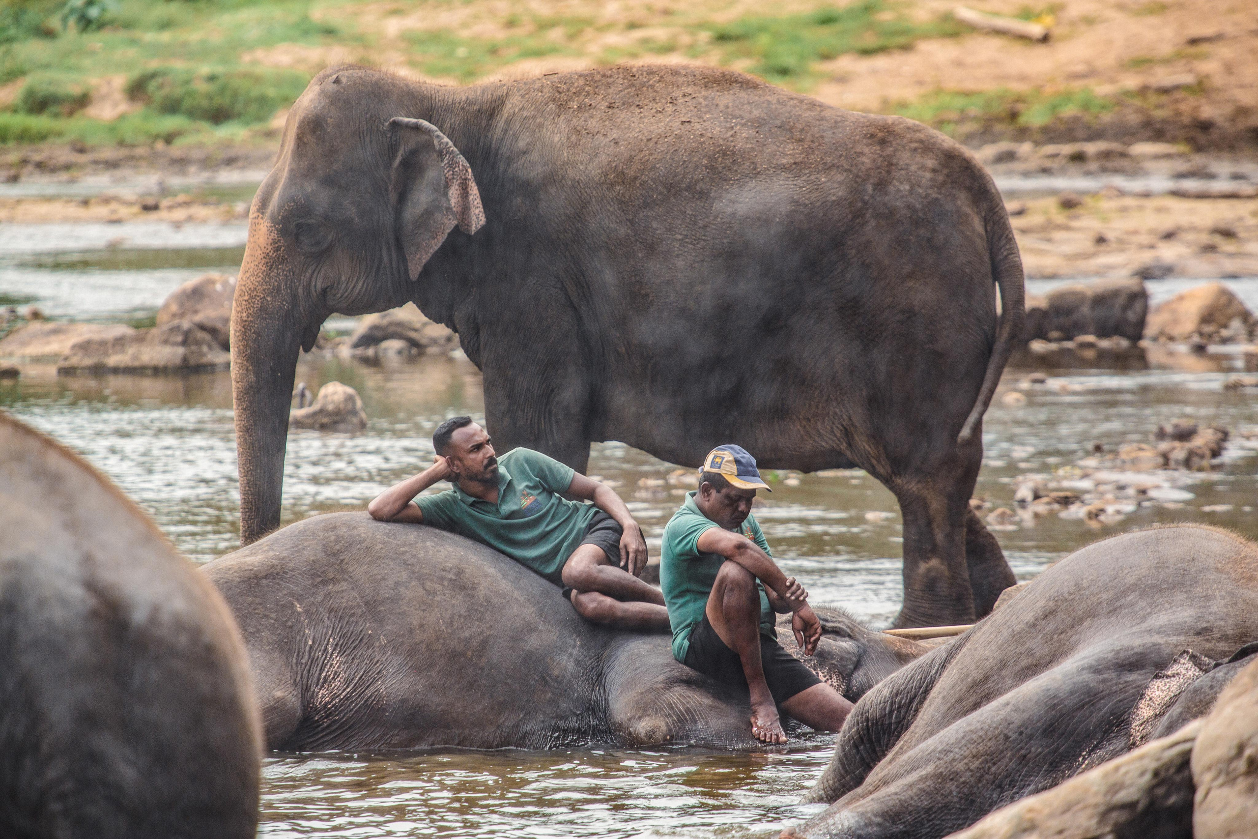 Слоновий питомник Пиннавела. Фотограф Сонкина Татьяна
