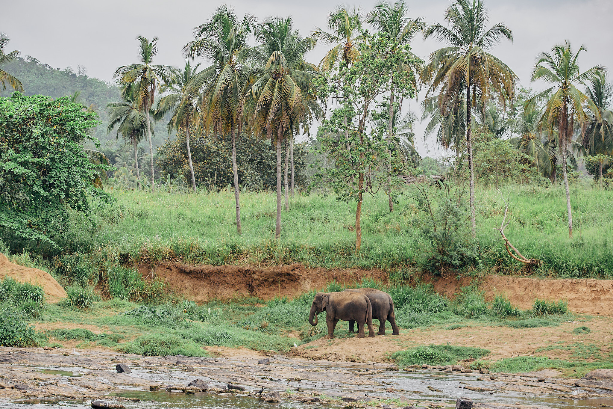 Слоновий питомник Пиннавела. Фотограф Сонкина Татьяна