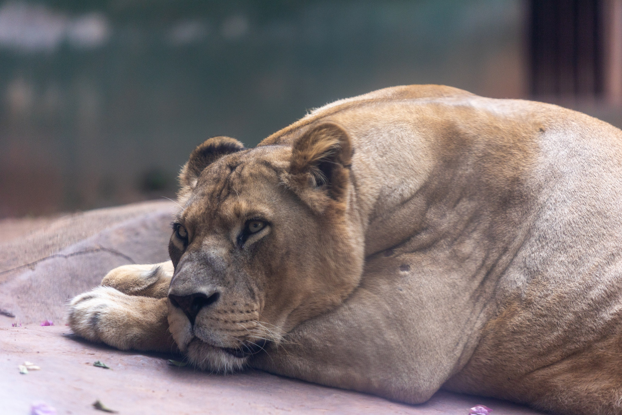 Зоопарк Дехивала. Фотограф Сонкина Татьяна