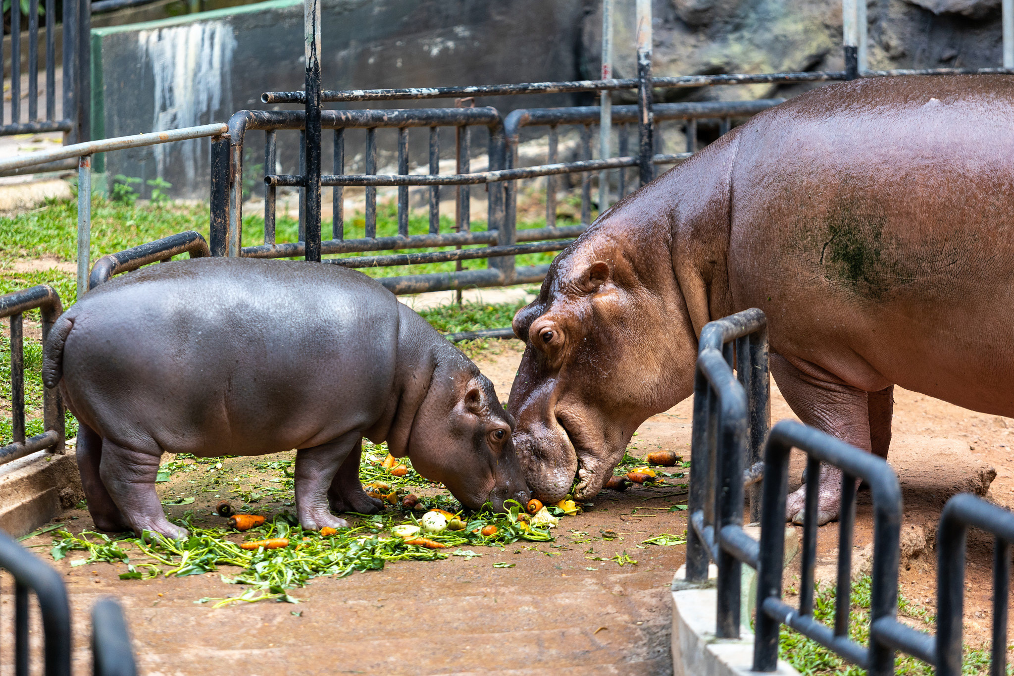 Зоопарк Дехивала. Фотограф Сонкина Татьяна