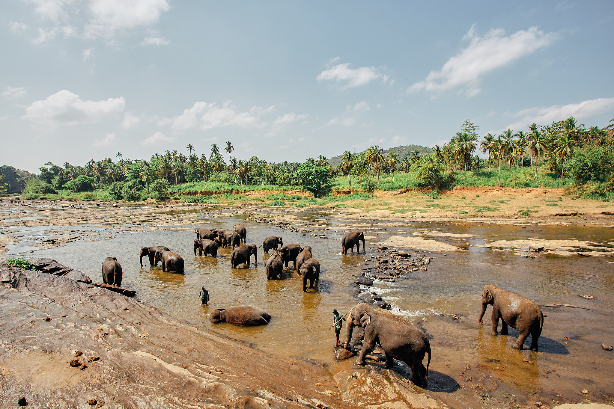 Слоновий питомник Пиннавела. Фотограф Сонкина Татьяна