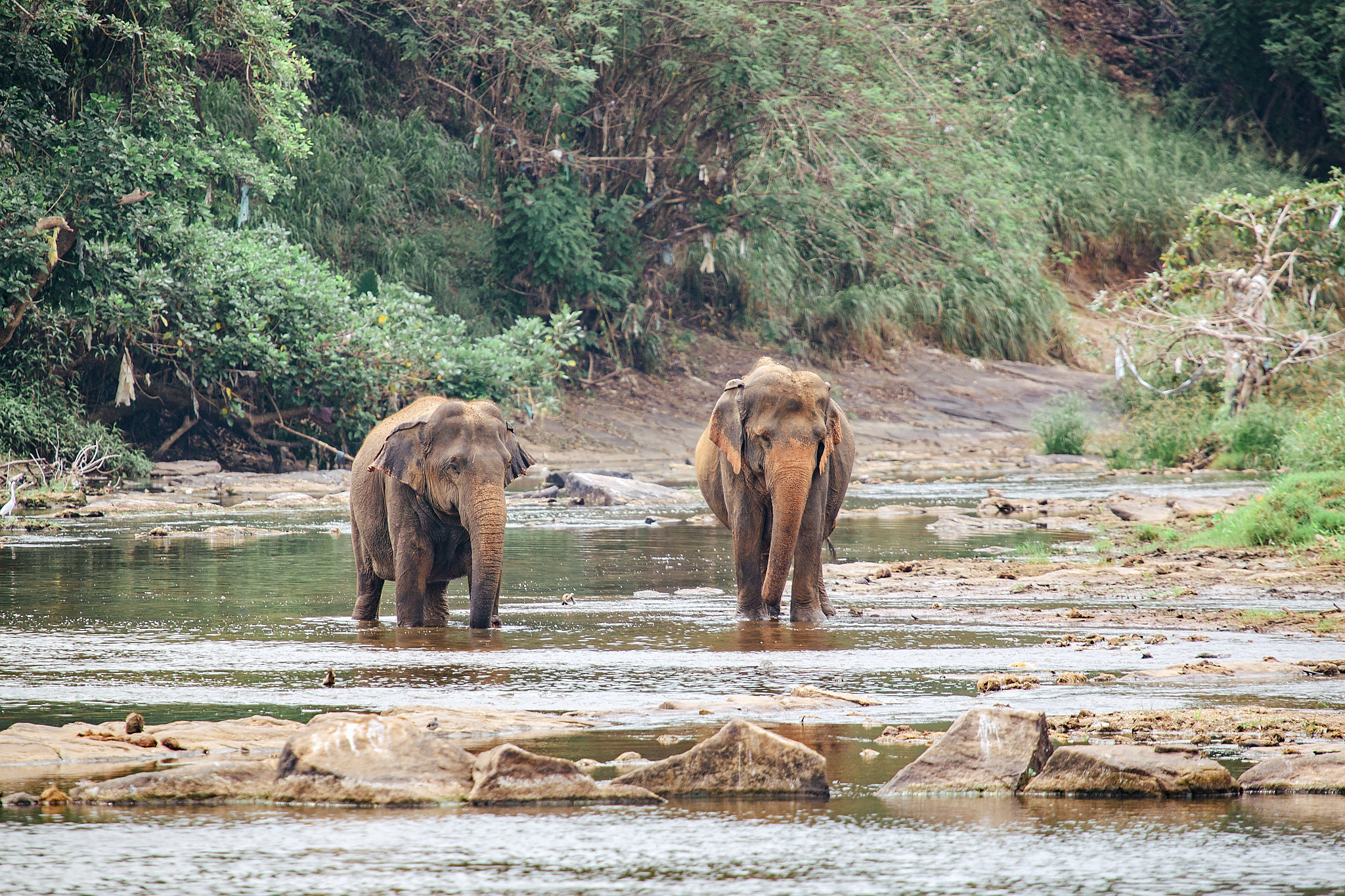 Слоновий питомник Пиннавела. Фотограф Сонкина Татьяна